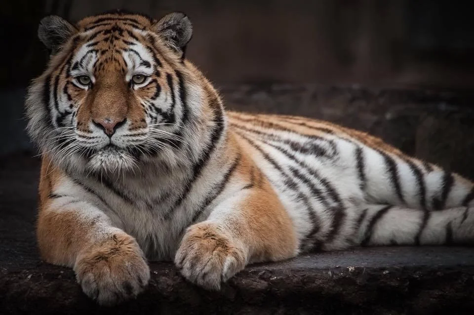 Amur-tiger, også kaldet en sibirisk tiger