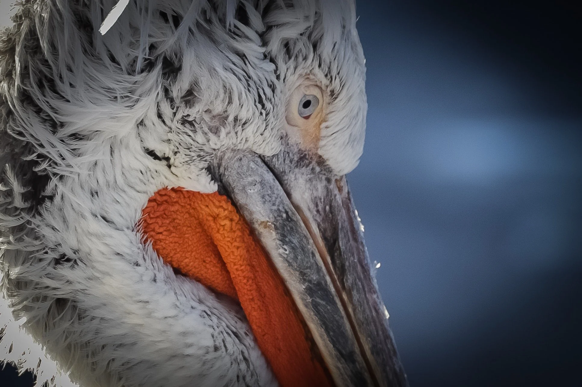 Krøltoppede pelikan (Pelecanus crispus)
