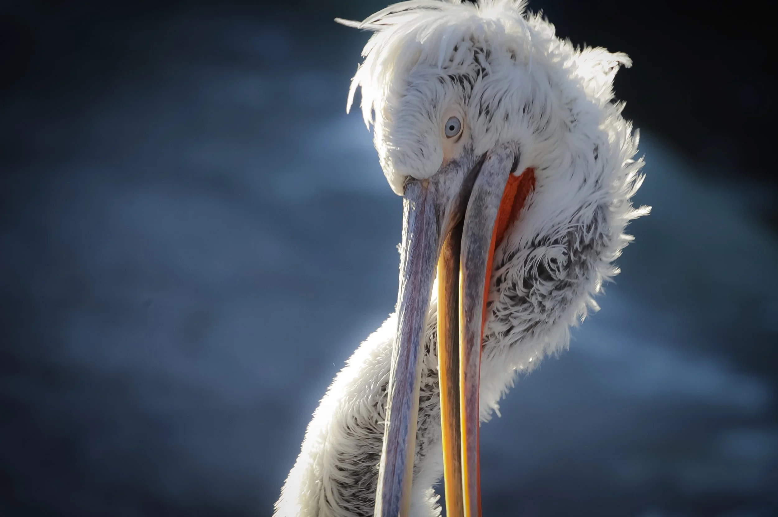 Krøltoppede pelikan (Pelecanus crispus)
