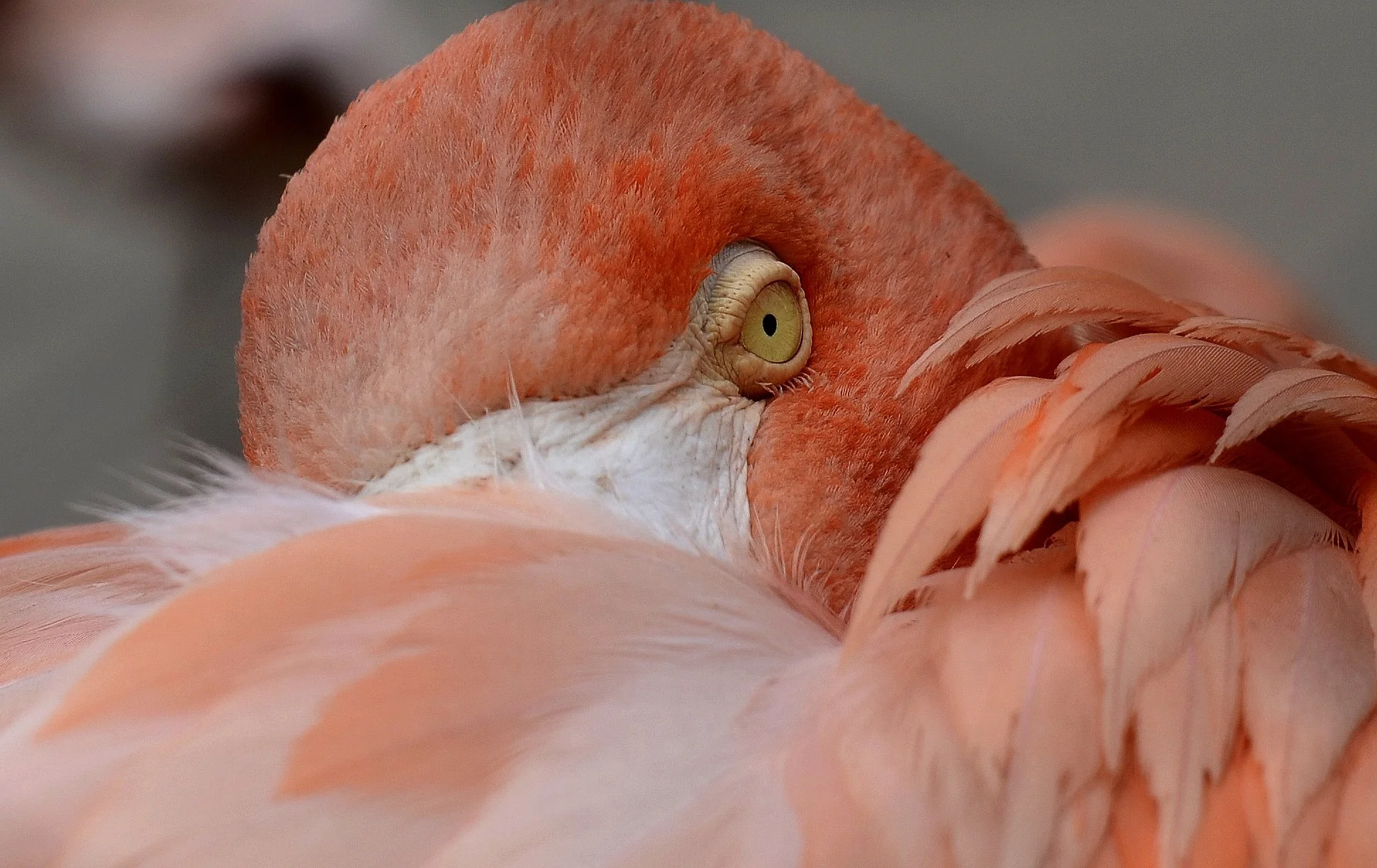 Flamingo