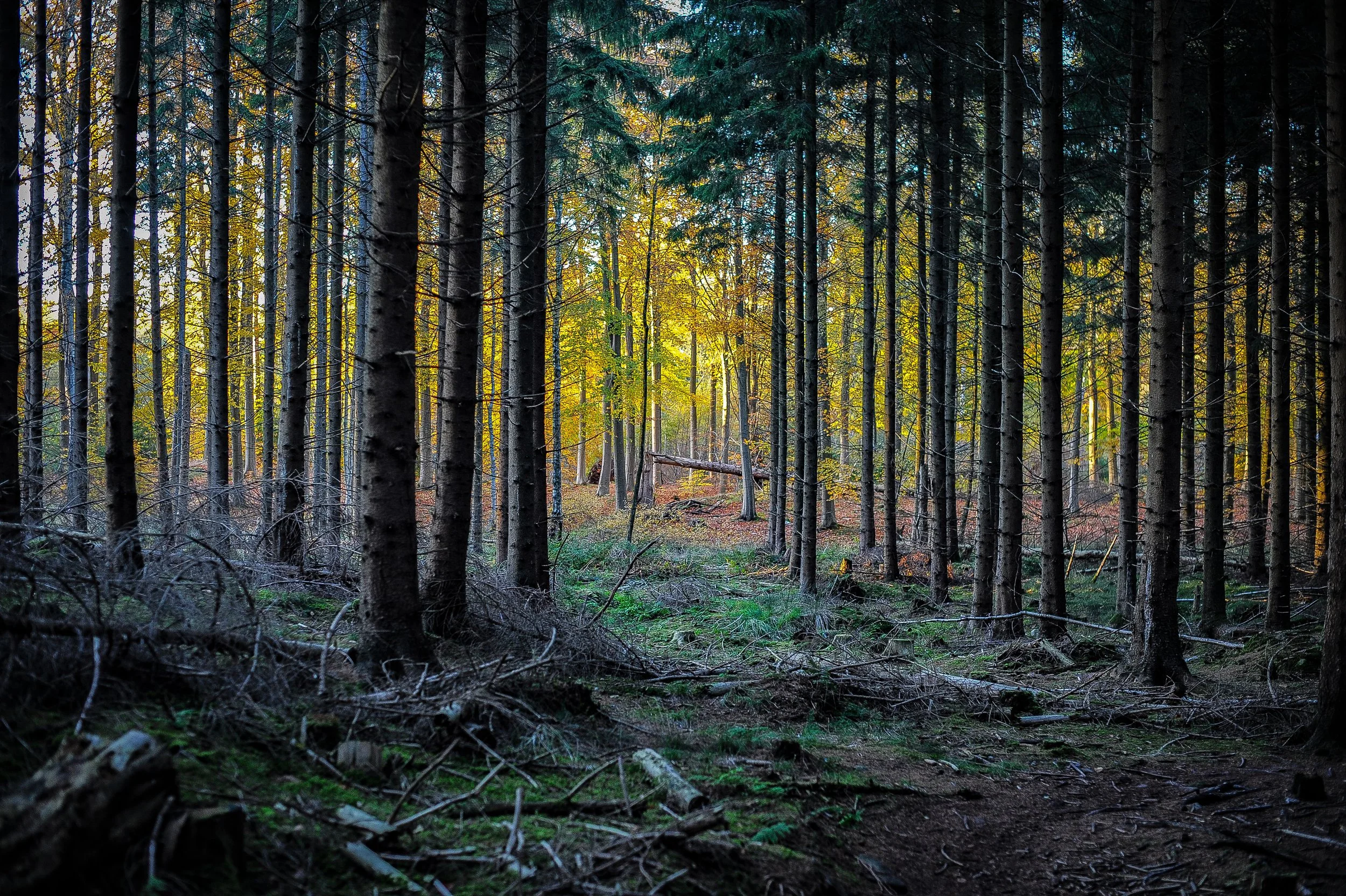 Efterårs fotografi