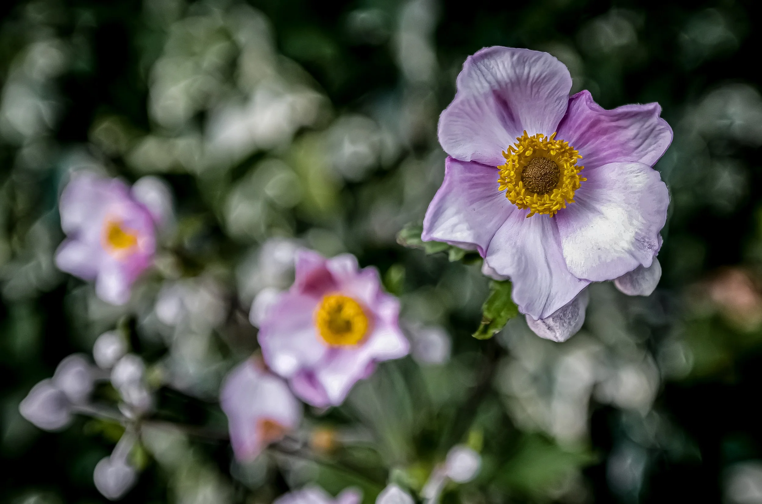 Blomster Fotografi