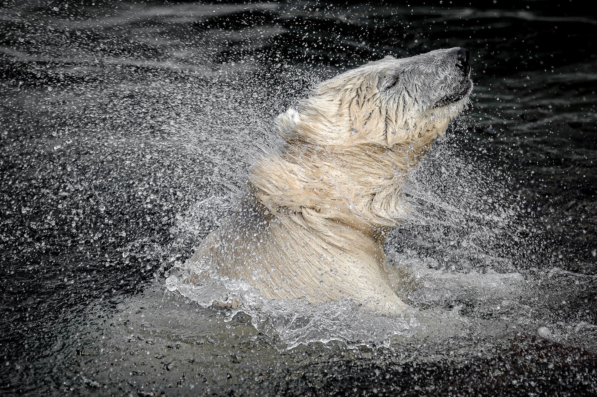 Polar Bear