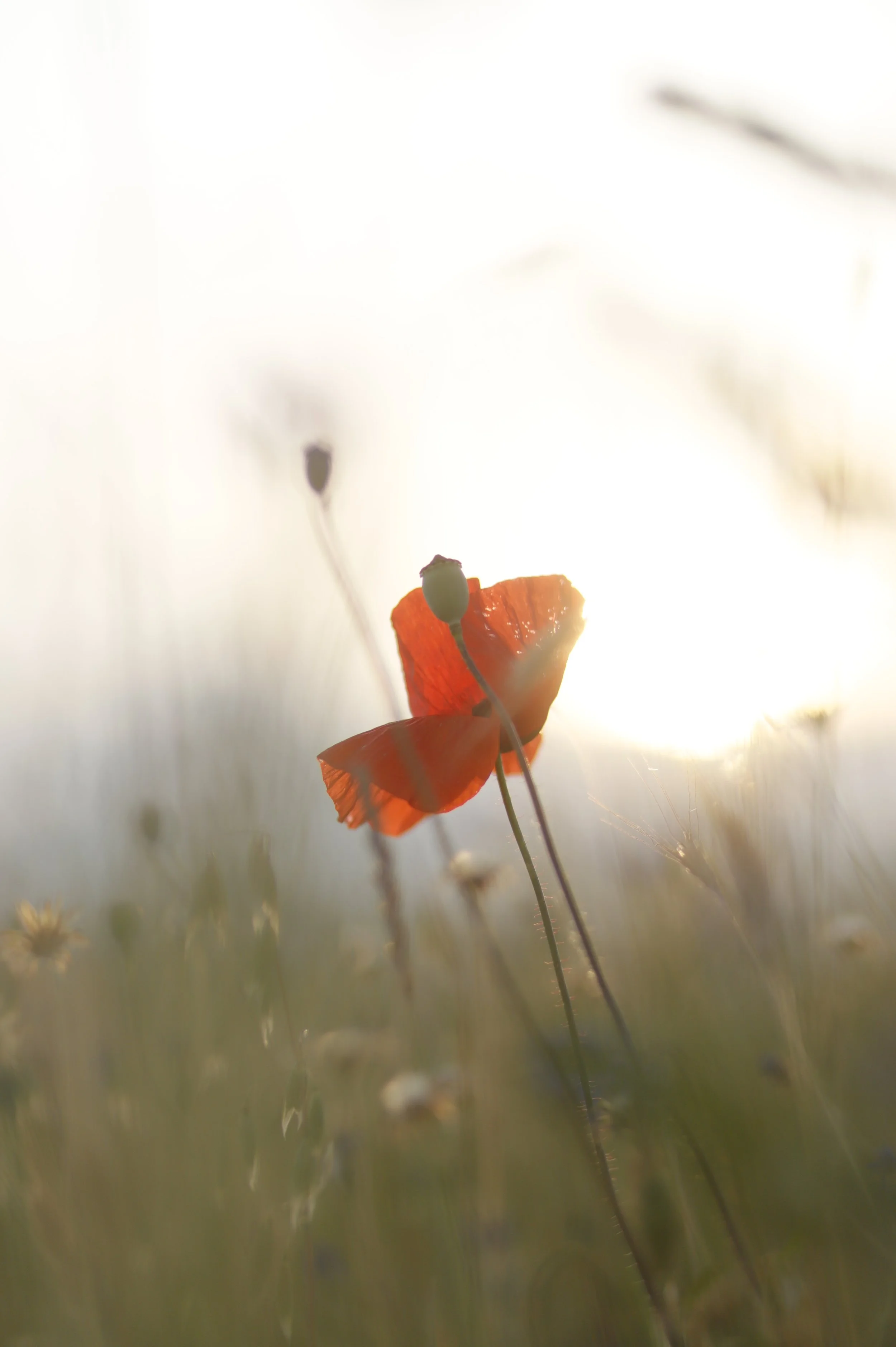 Online Kurs für Mütter