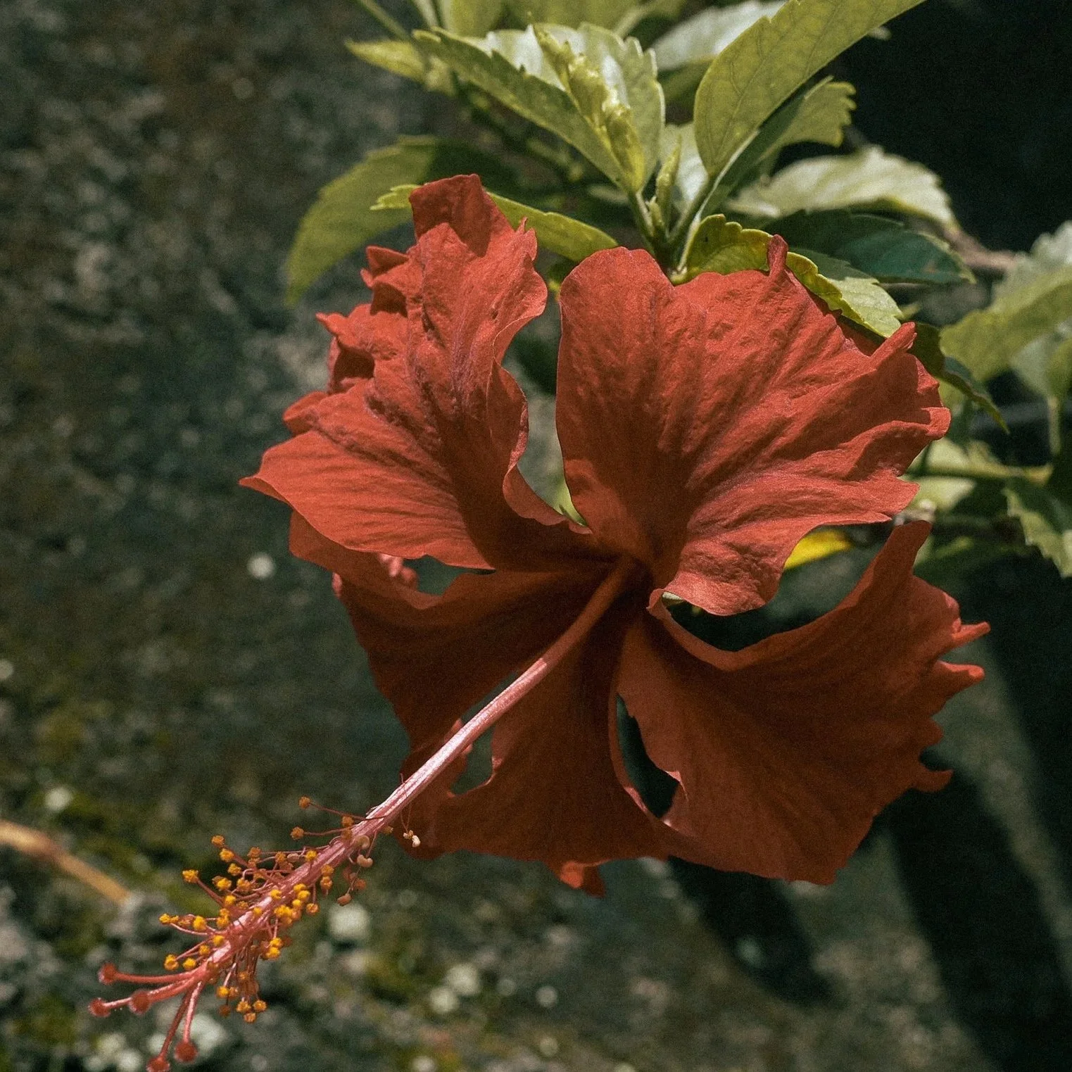 Flower, natural, vintage, Bali, photographer