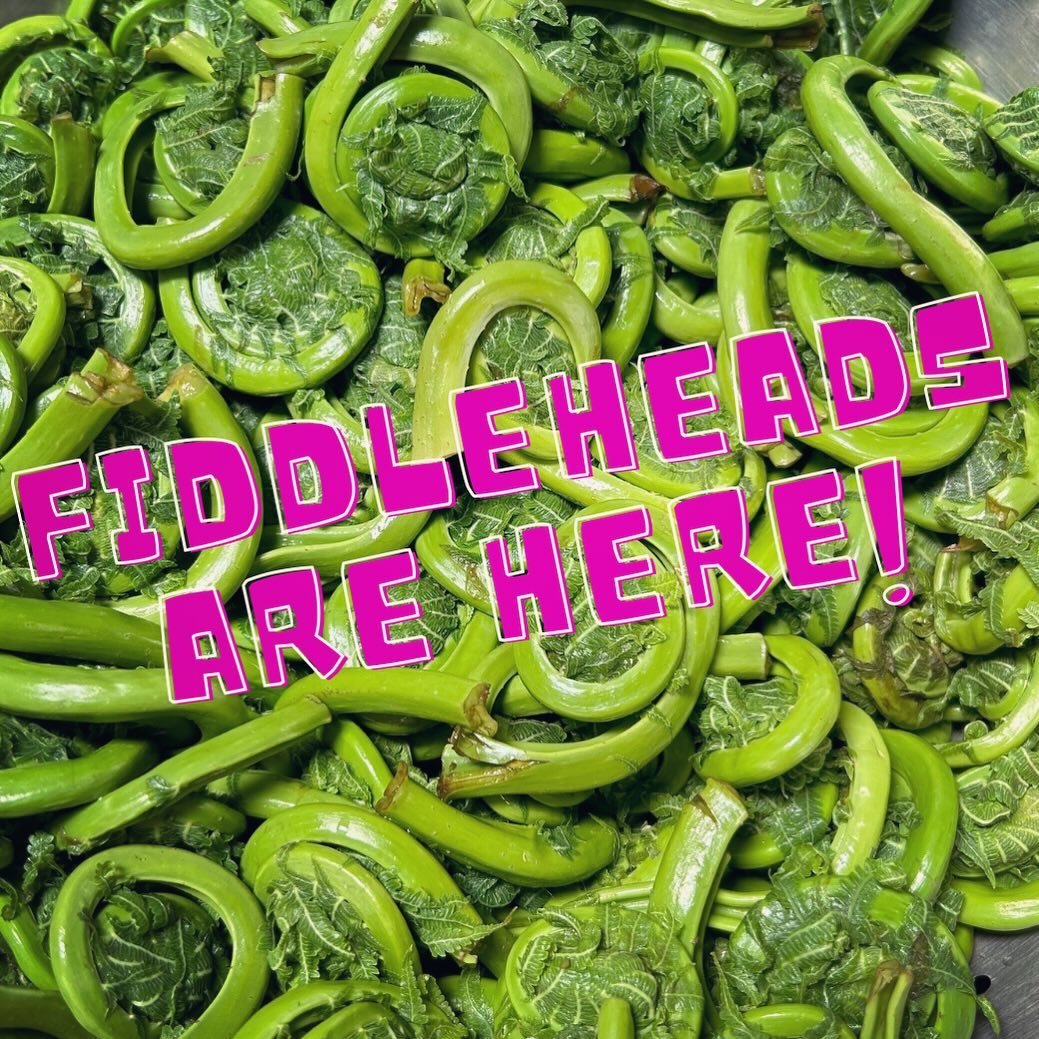 FRIDAY! Fresh, local fiddleheads are available! Vacuum sealed and ready to be cooked fresh or put up in your freezer. PLUS! We will be serving them this weekend. Stay tuned for a full list of our weekend specials!