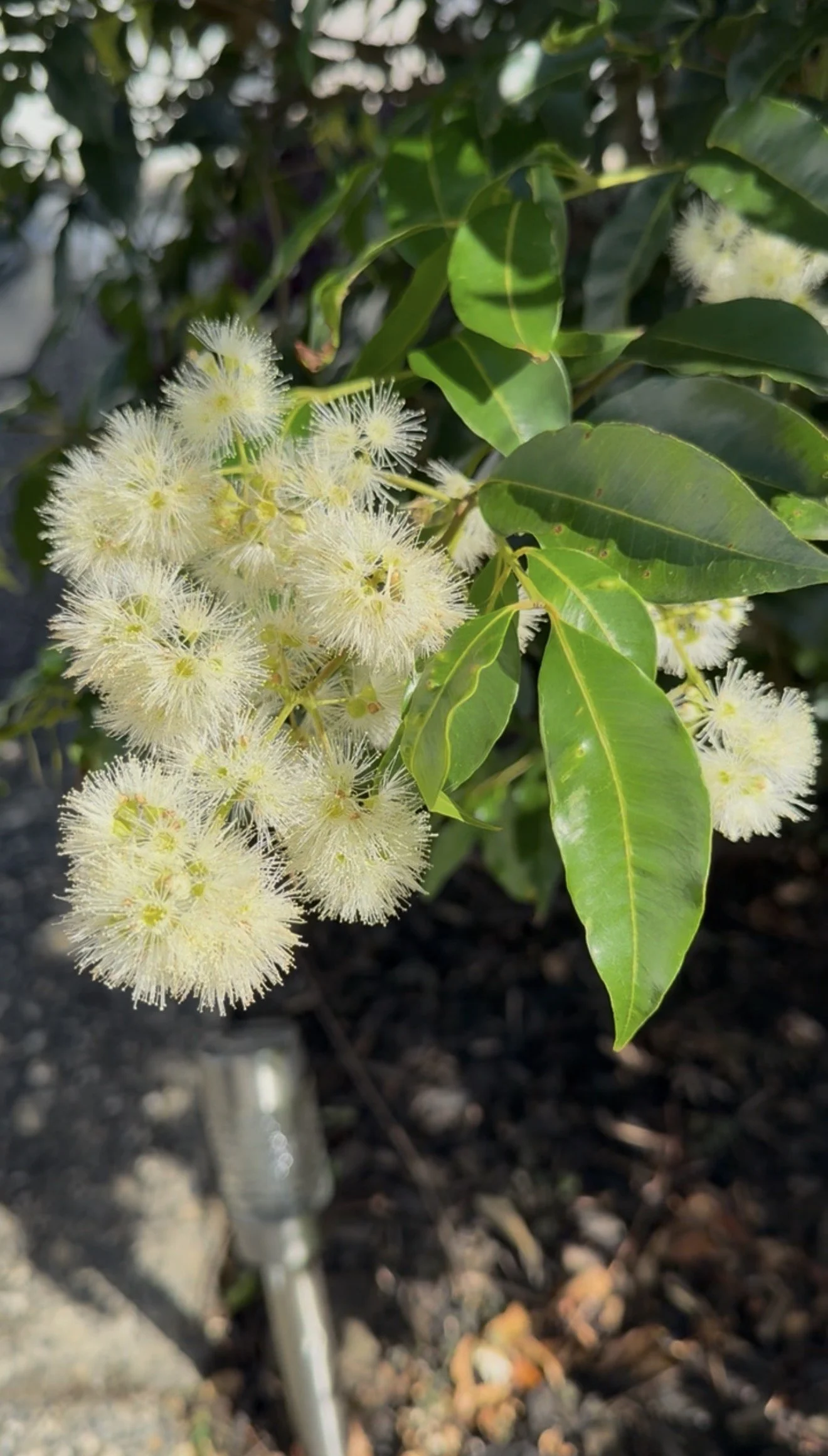 Lilly Plilly Plant Pic.jpg