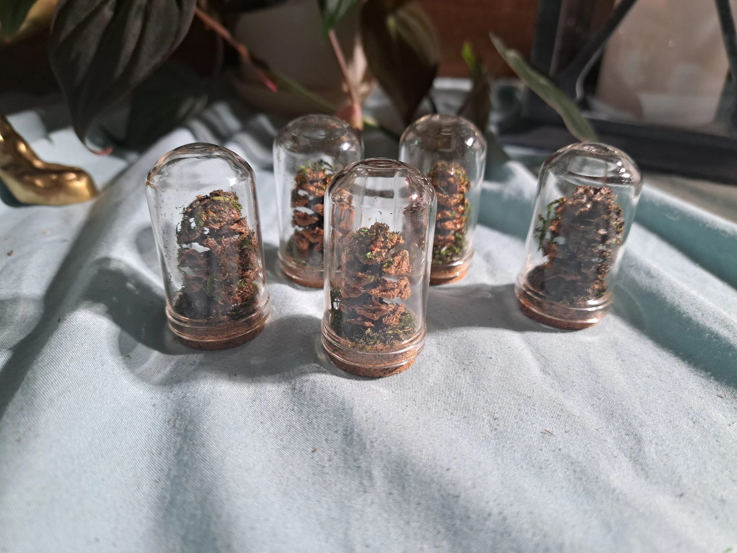 Miniature Dome Terrariums Pinecone