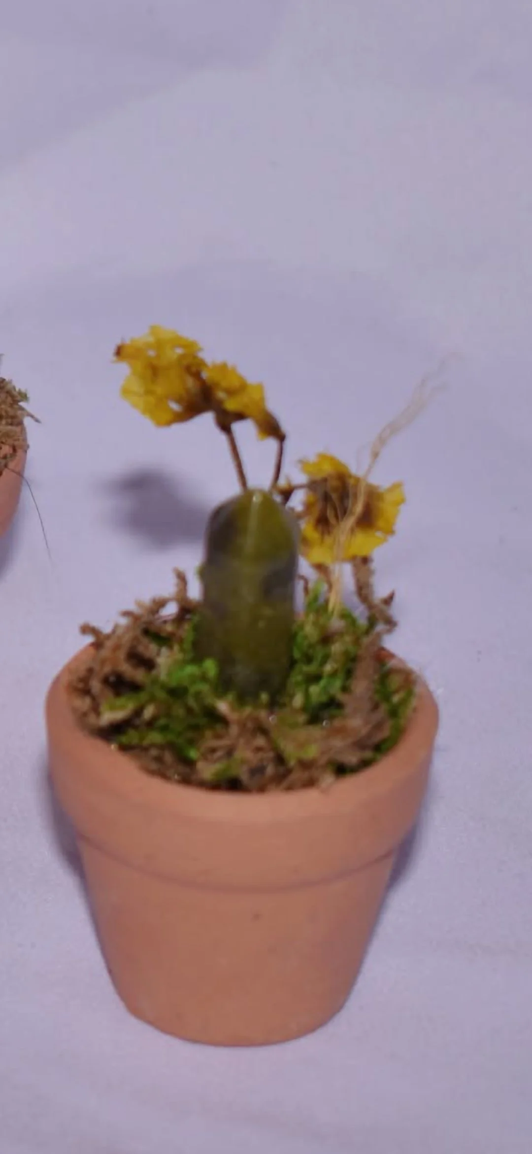 Tiny Terra Cotta Fairy Garden