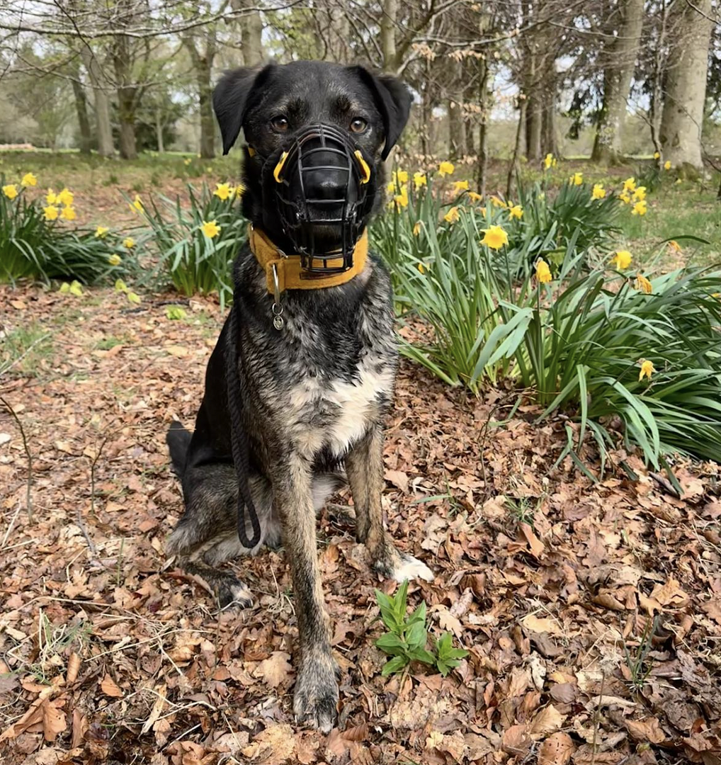 Moving From Over-Reactive to a Trusting Partnership - An Honest Hounds Mentee Blog