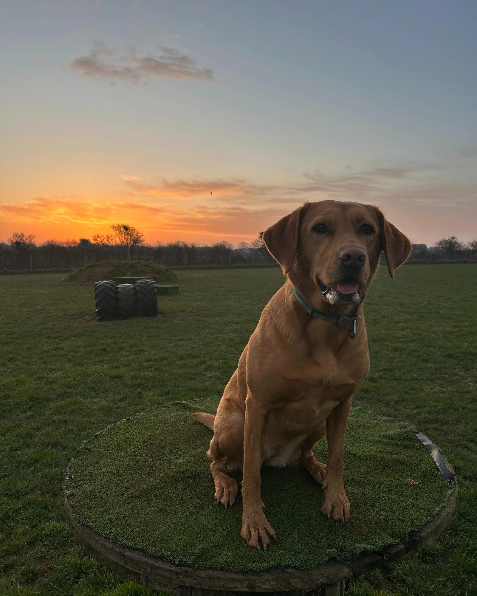 Hormones, Noise Sensitivity & The Honest Hounds Partnership Project