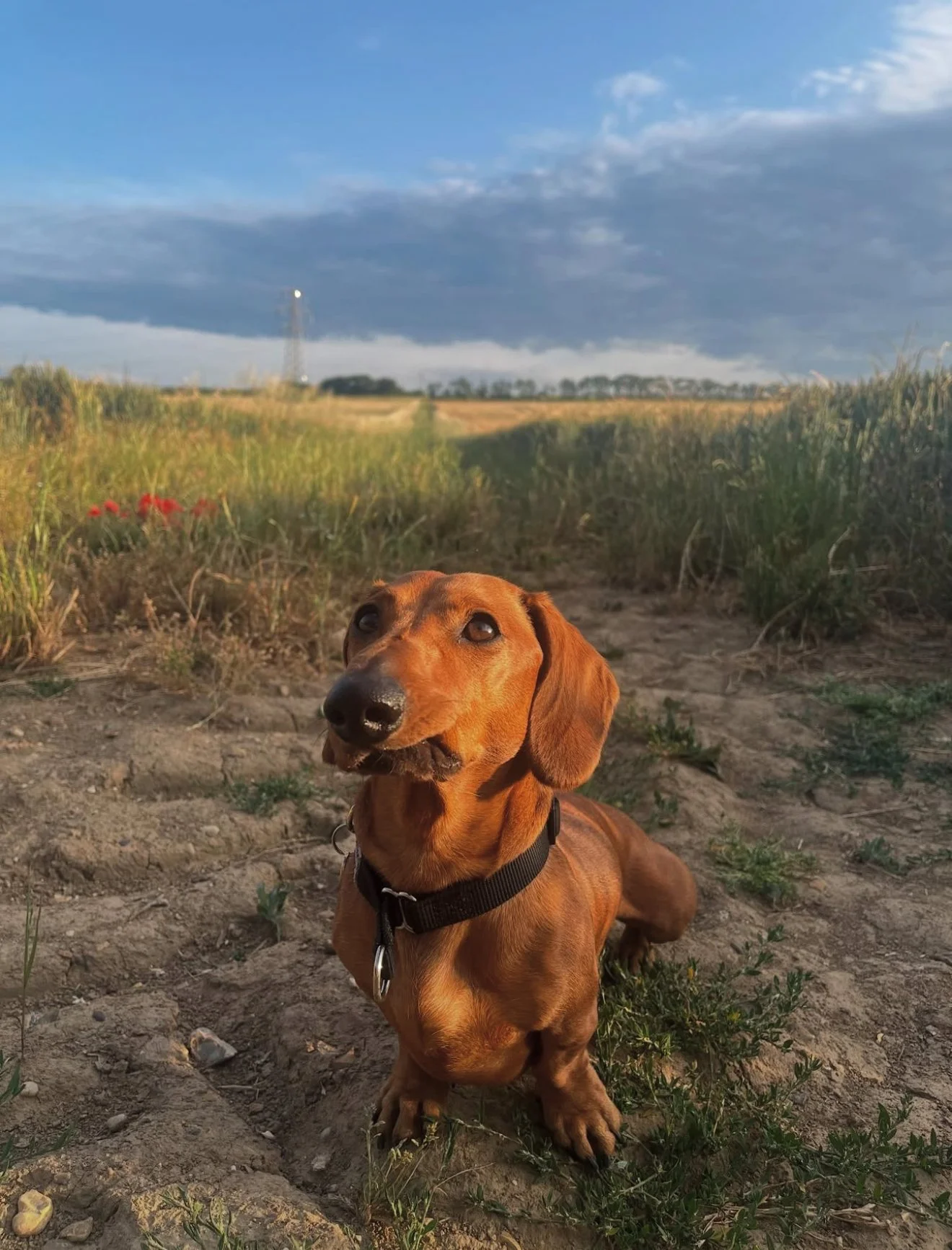 From Management to Meaningful Change: Louie’s Honest Hounds Journey One Year On.