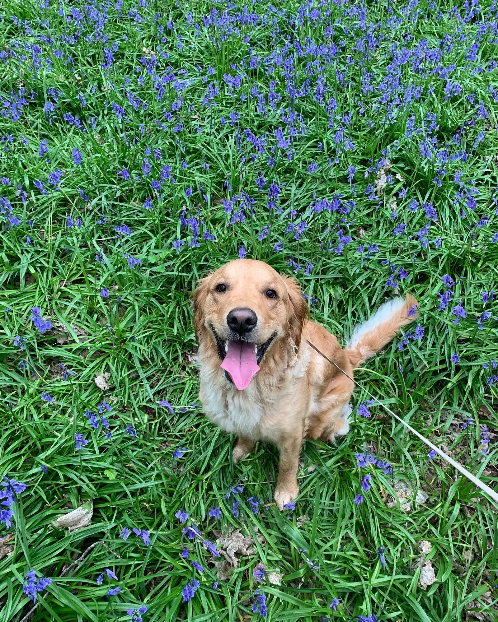 Willow’s Training Diary