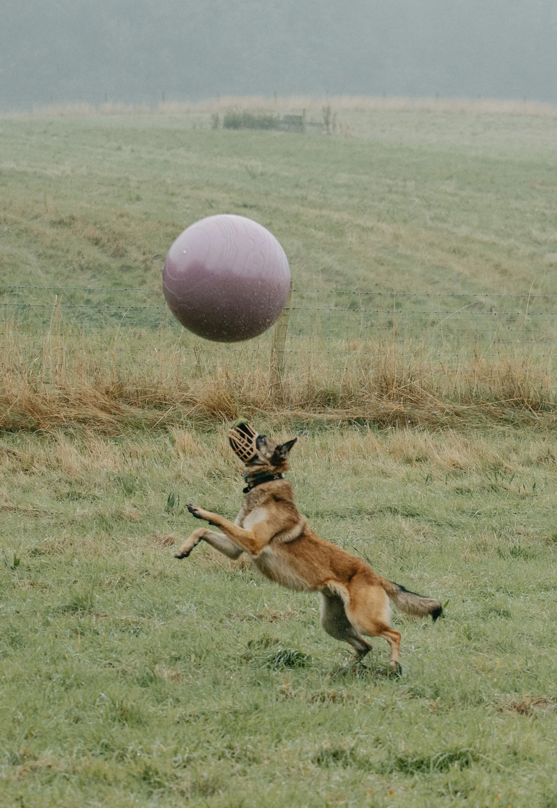 Yoga Balls & Recall: Training for the Real World