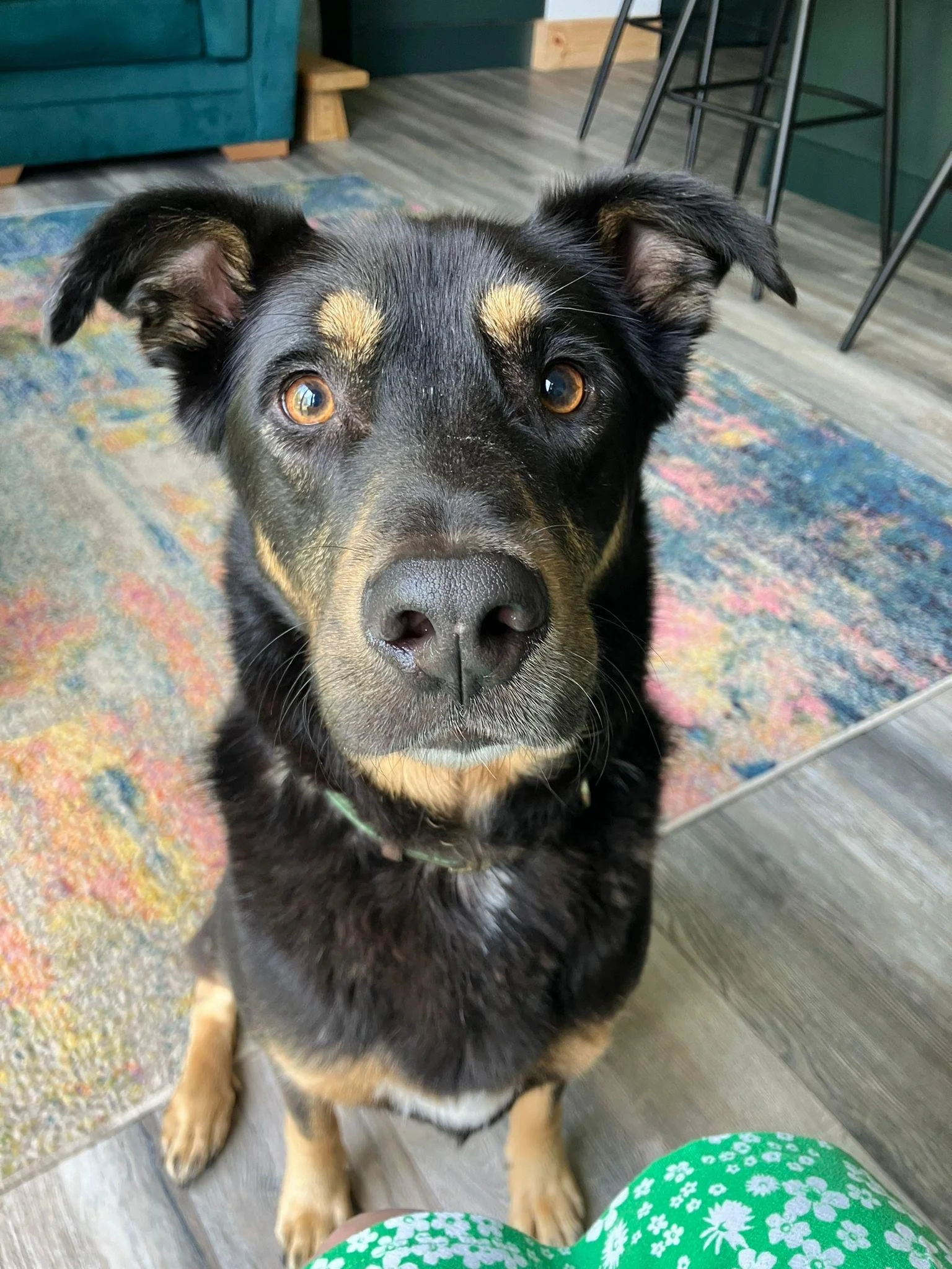 Priya Finds The Value In Crate Training For Arthur