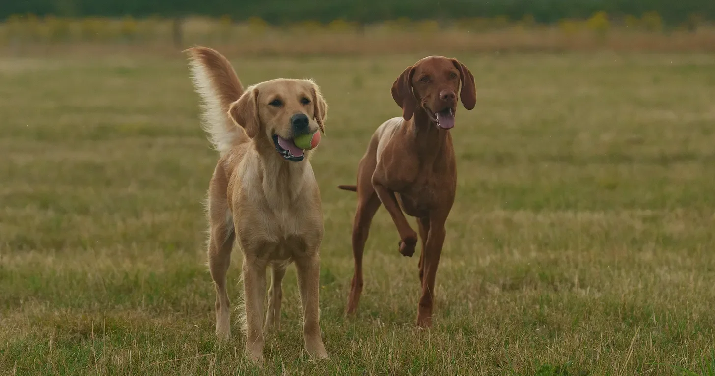 Correcting Your Dog Won’t Make Them Optimistic Around Other Dogs