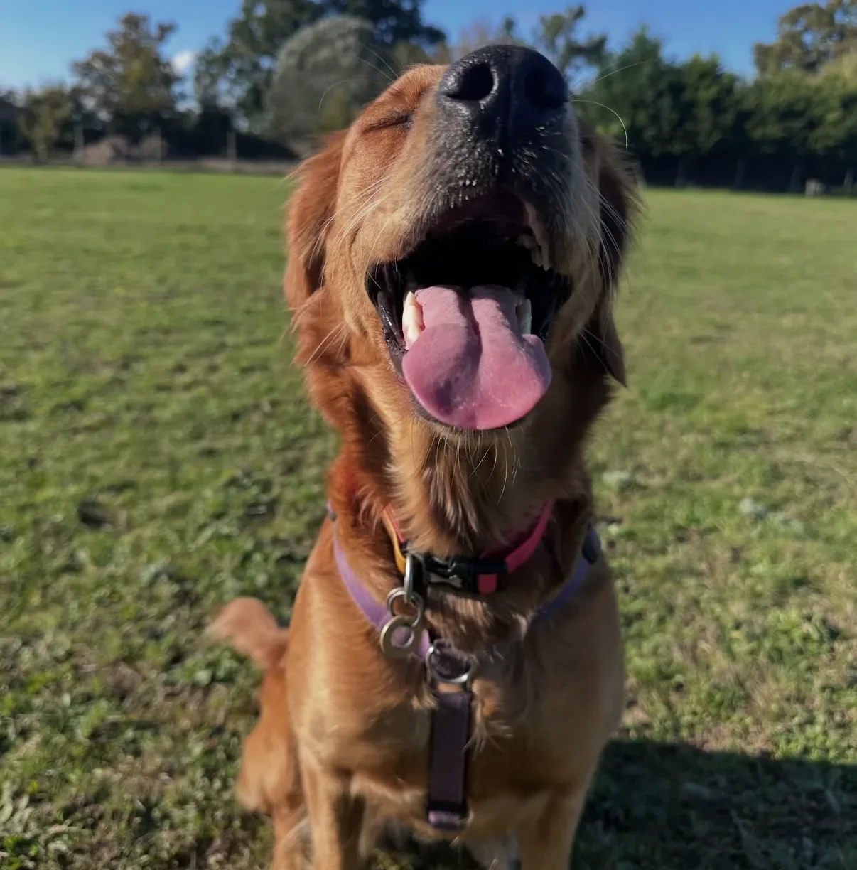 The Dangerous Fallout Of Not Meeting Our Dogs Needs
