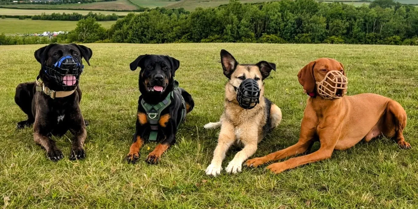 Learnings From A 40KG Reactive Mastiff