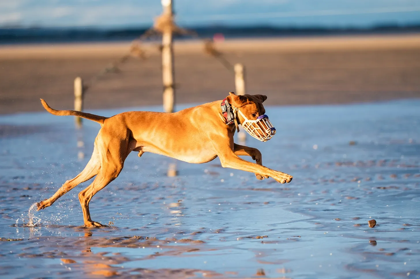 A History Of Muzzles: From Safety To Stigma