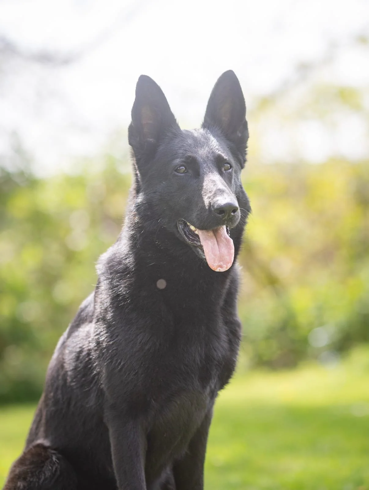 A black dog with pointy ears and an open mouth sitting outdoors with a blurred green and yellow background.