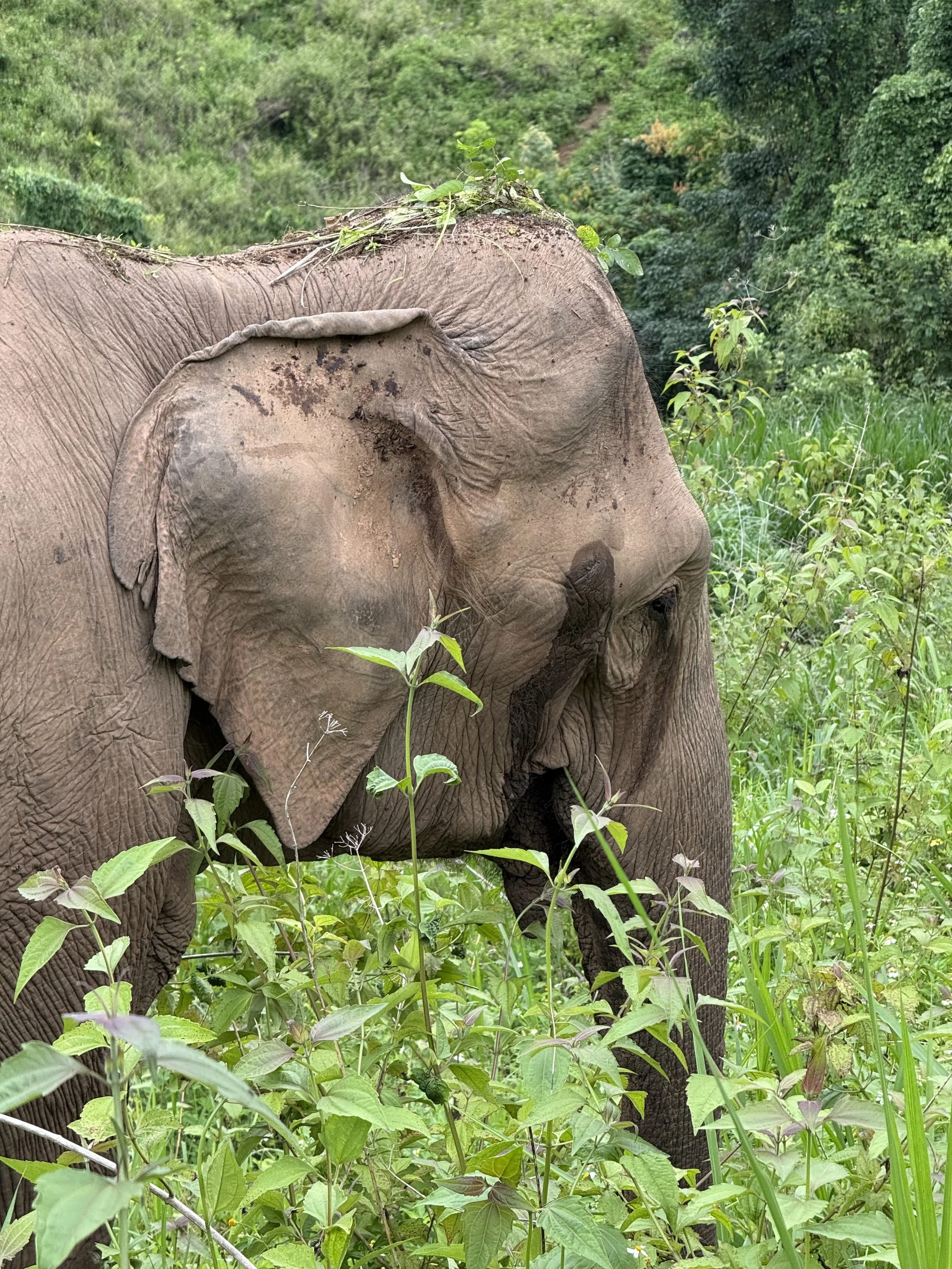 A female elephant walking freely in the fores, its natural habitat