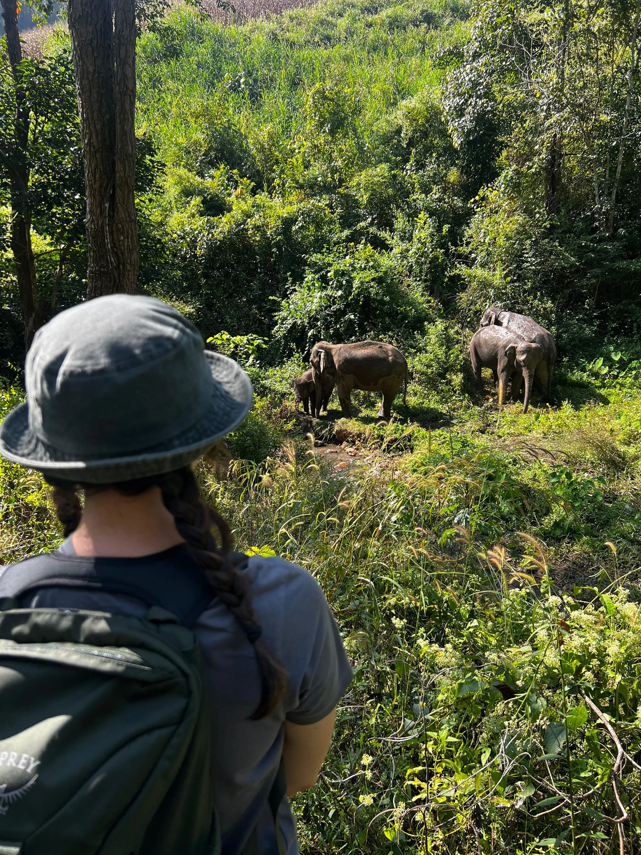 Observing Elephants, Learning Presence