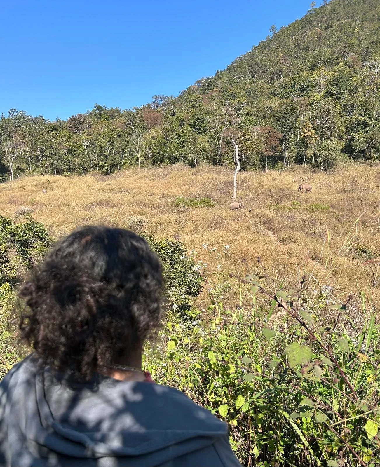 Finding Courage, Community, and Elephants in the Forest