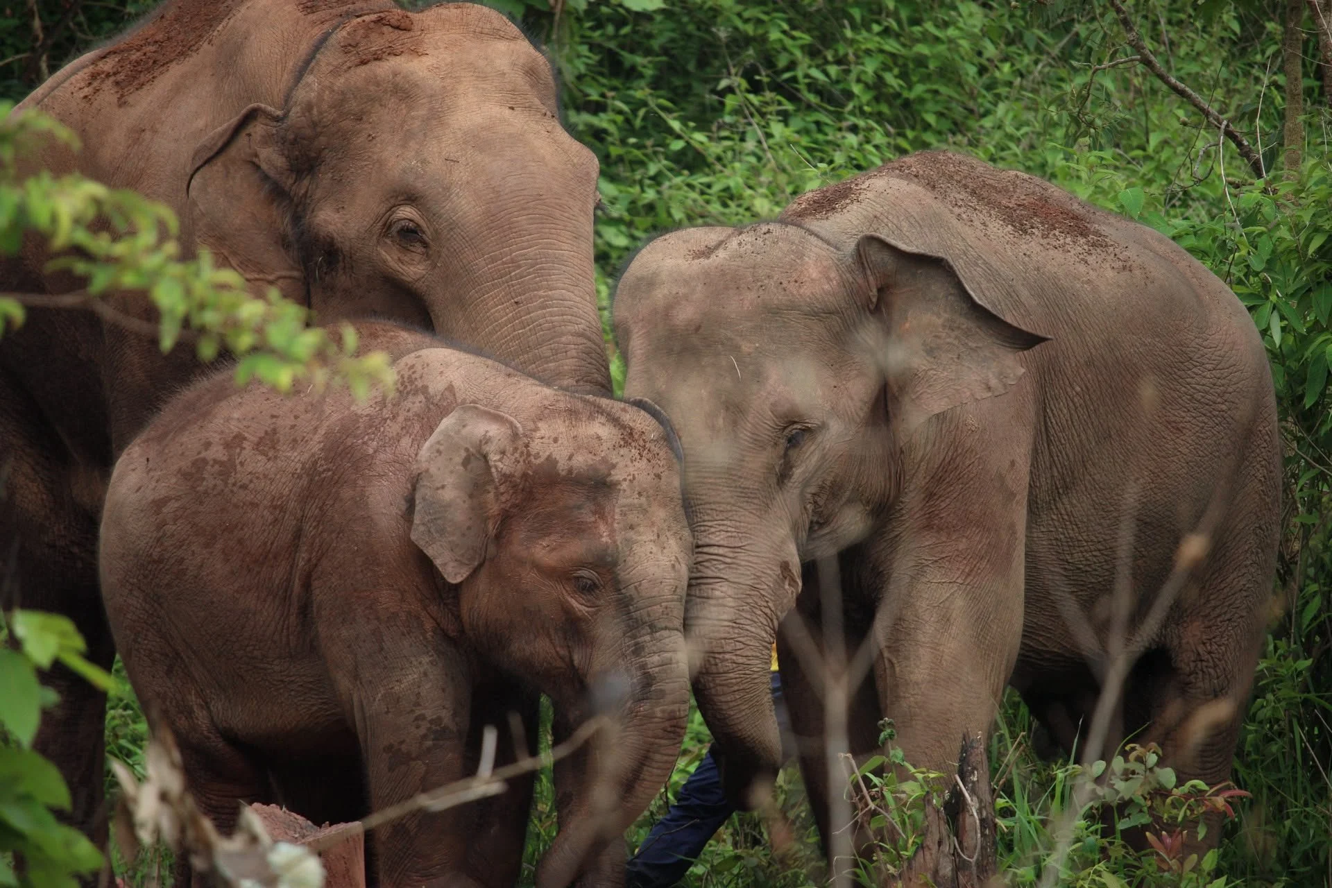 the people Behind the elephants