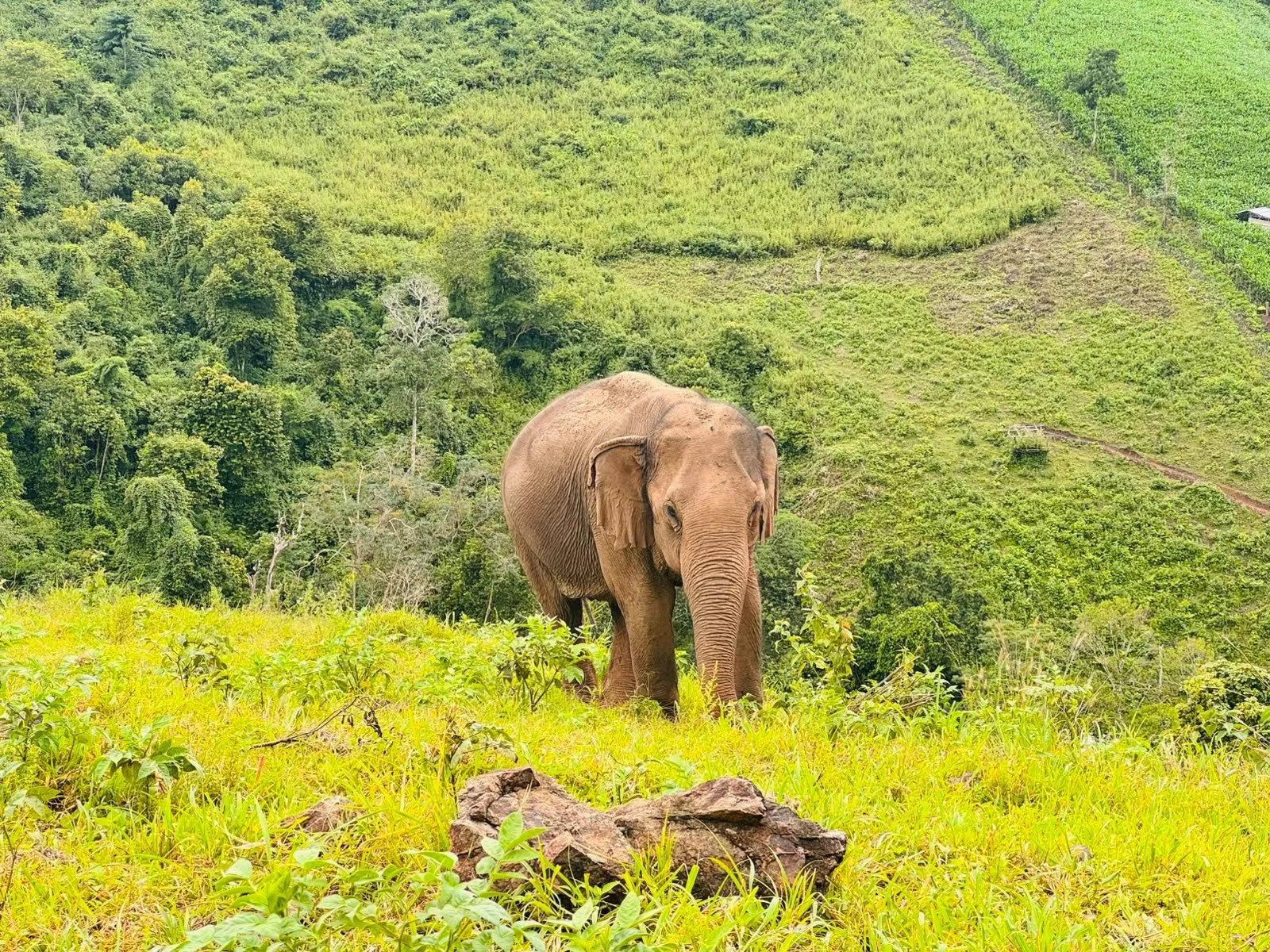 Overnight Elephant Observations