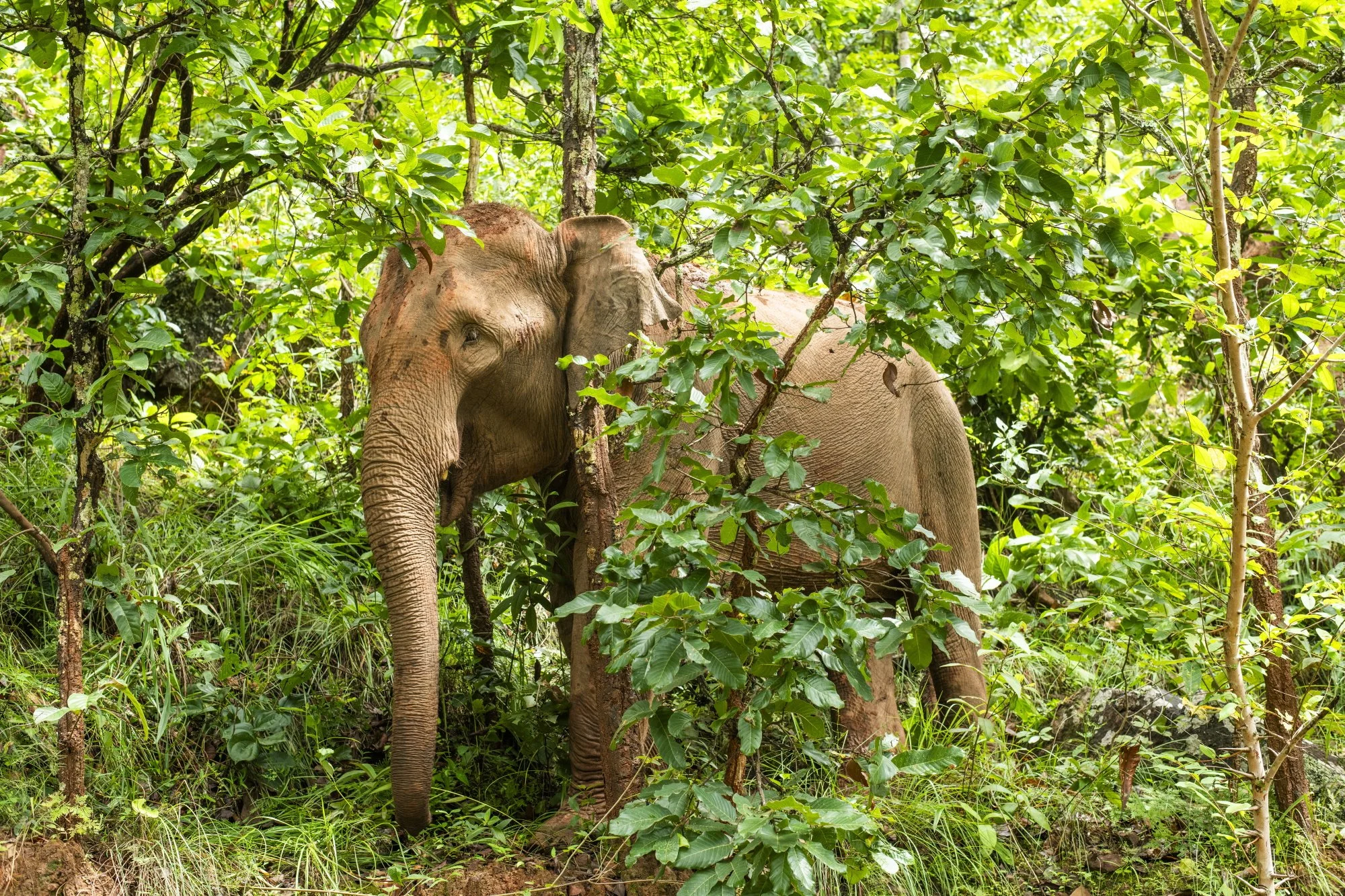 Young elephant standing among dense green foliage in a jungle.