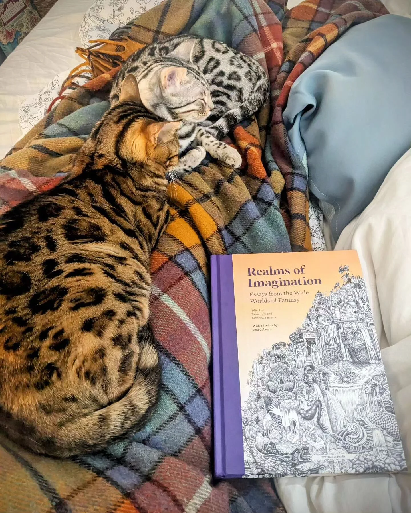 Essay reading Sunday. A day of calm before starting 2024.

(Luna and Rei on Autumn Buchanan tartan).