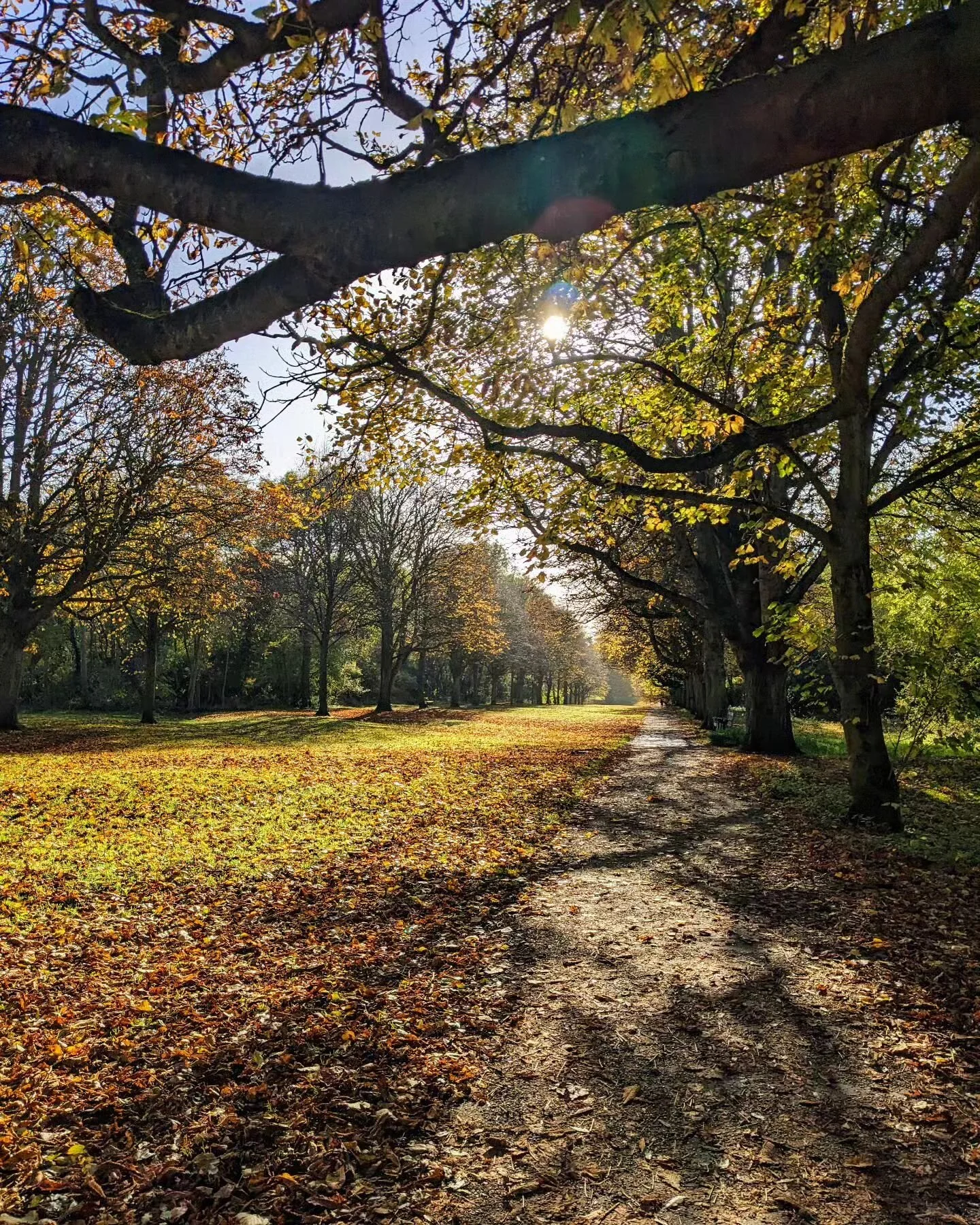 Autumn walks, Herts.