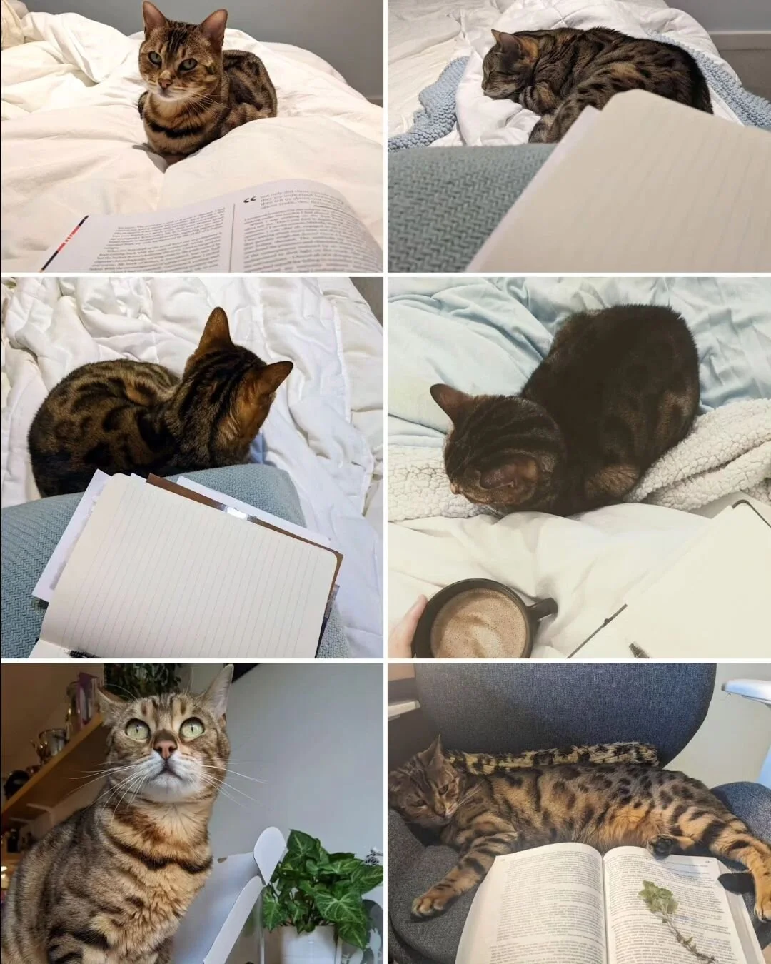 Life of a writer's cat.