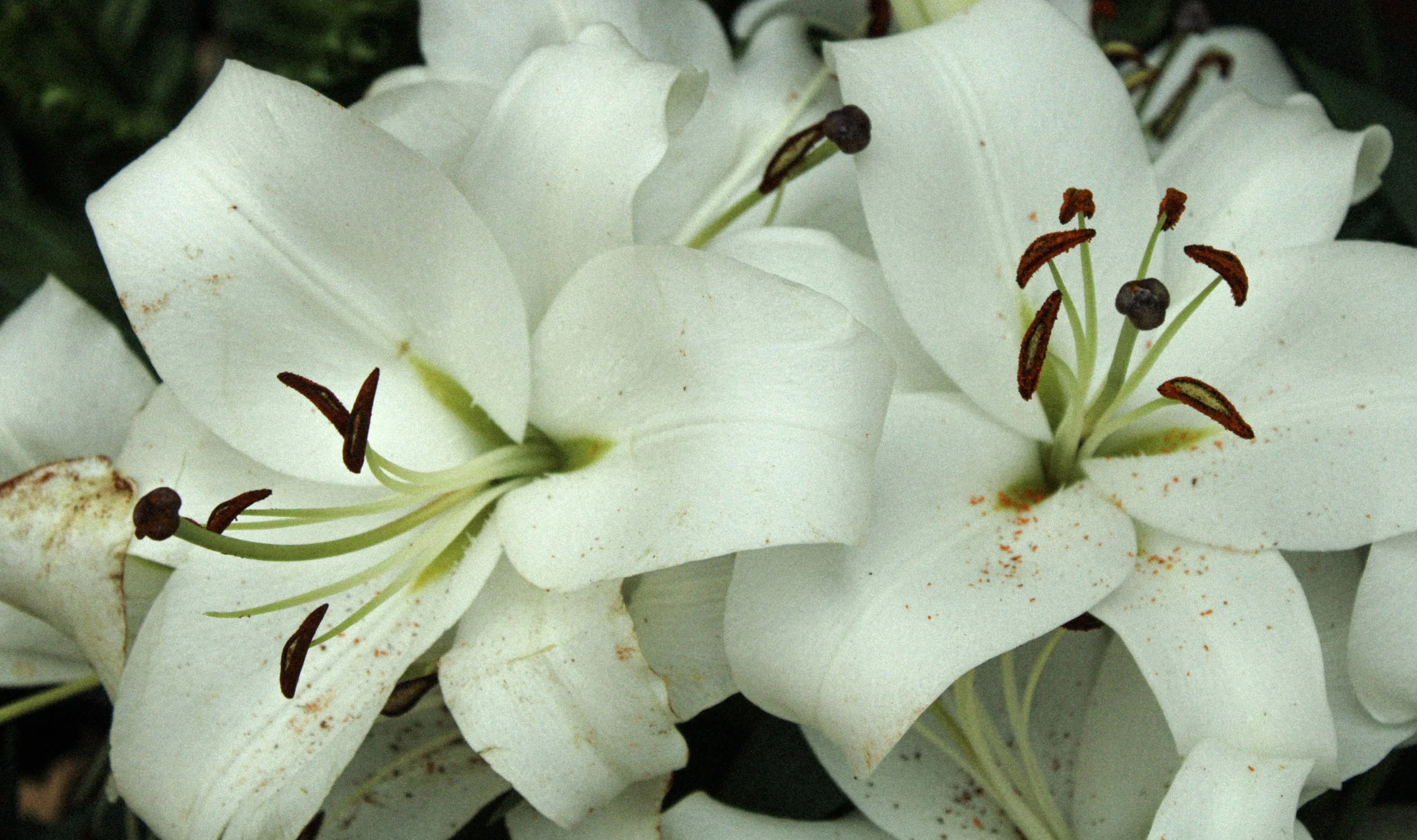 Flowers9.jpg