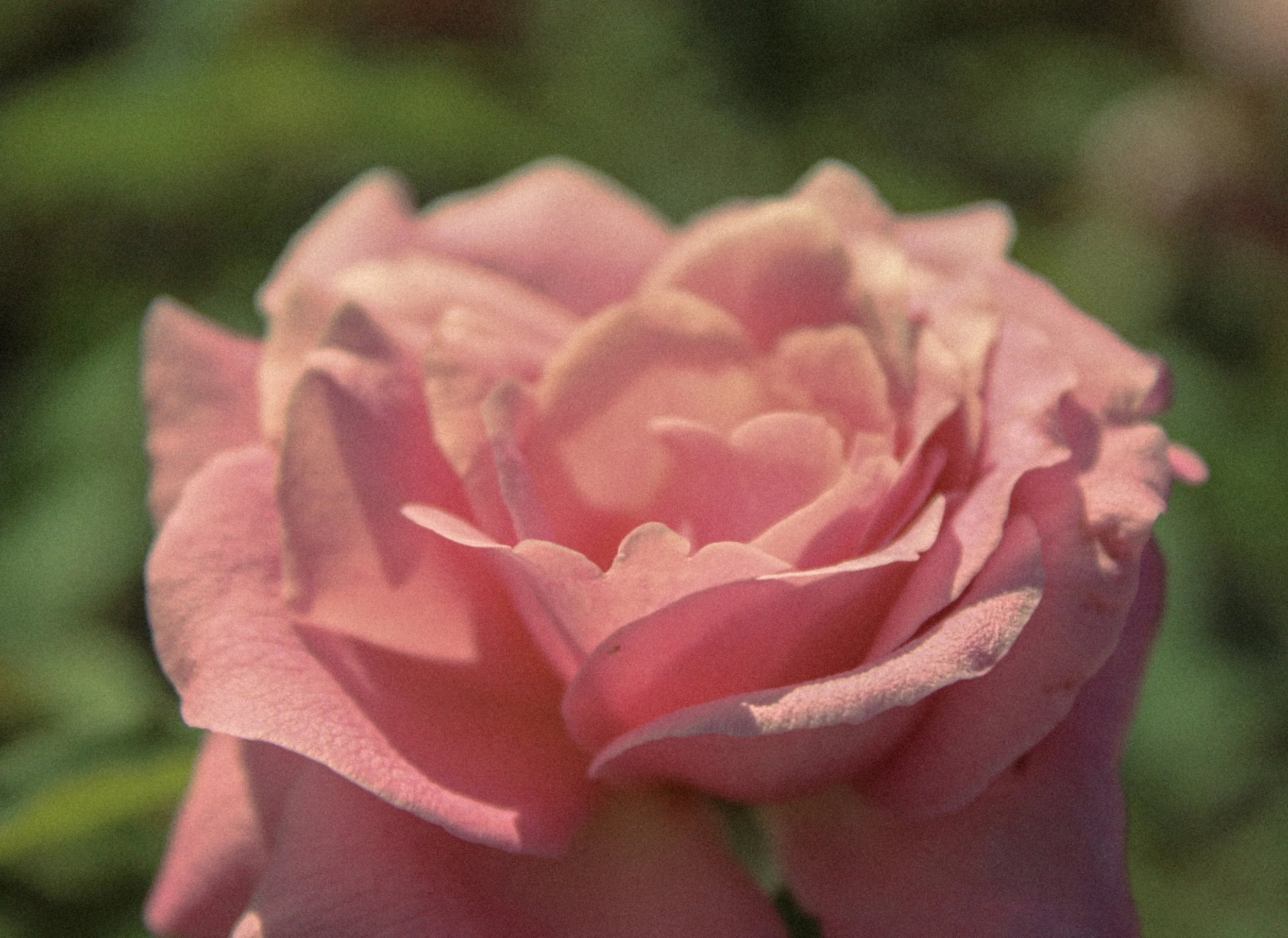 Flowers8.jpg