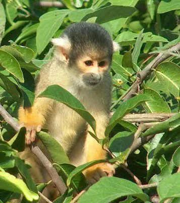 monkey.jpg