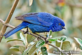 tit-like_dacnis_optimized.jpg