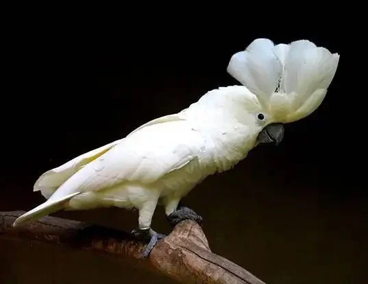 cacatua-alba.jpg