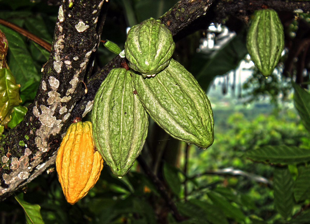 Chocolate Plantaciones de cacao en la plant.png