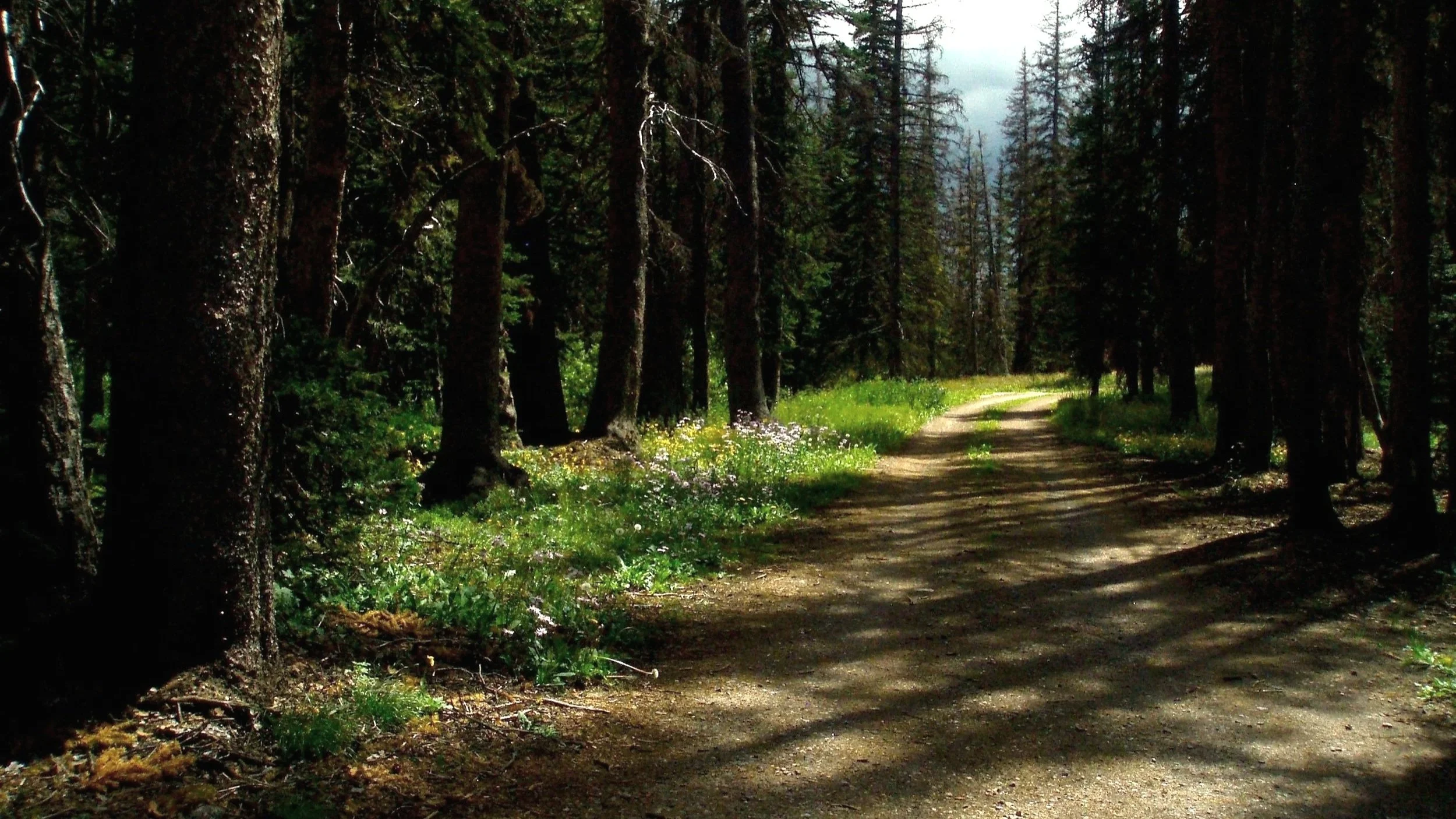 A dirt trail winding through a dense forest with tall evergreen trees and patches of sunlight on the ground.