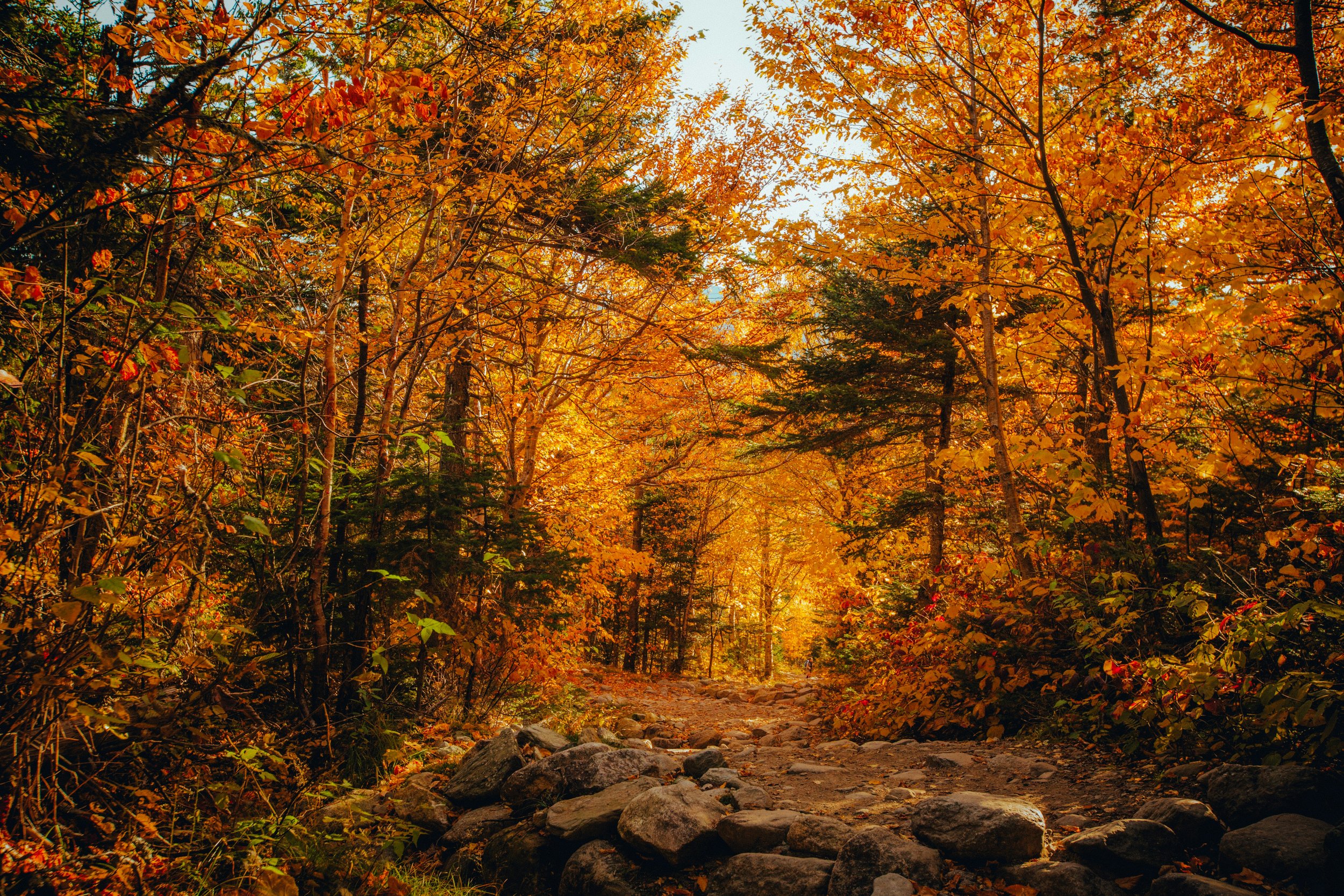 Companions on the Way: Ancient Wisdom for the Road Ahead