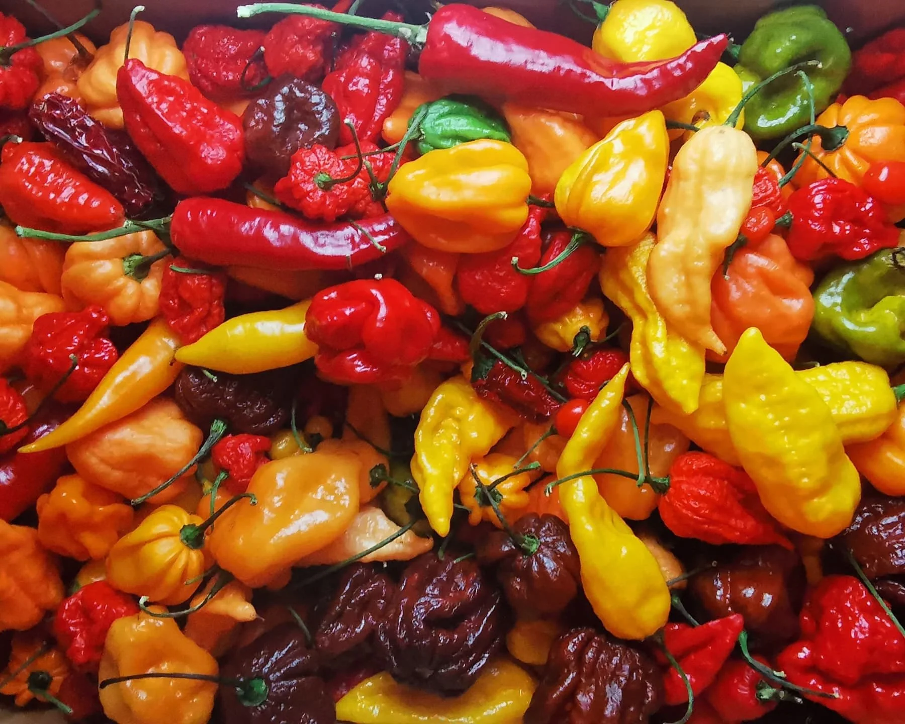 Sambal workshop november 2026