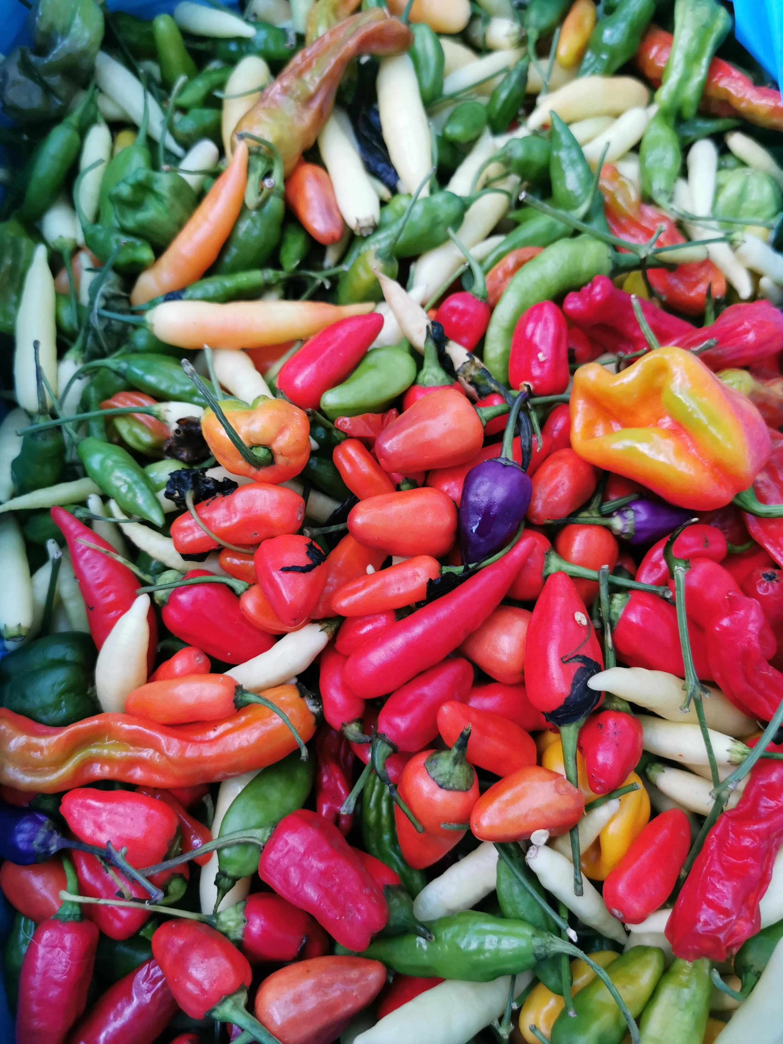 Sambal workshop maart 2027