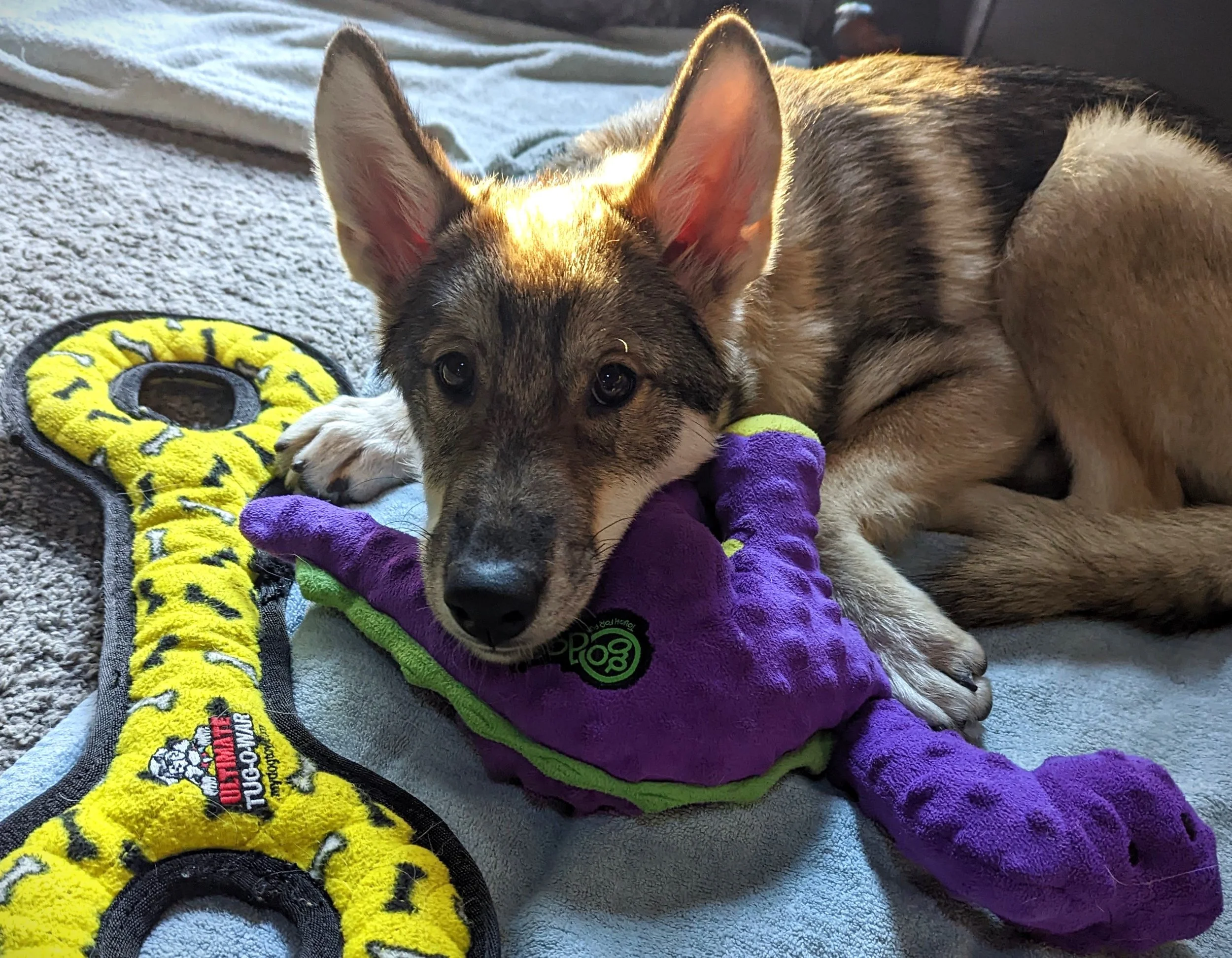 How to Correct Dog Chewing Behavior — Our Husky Life