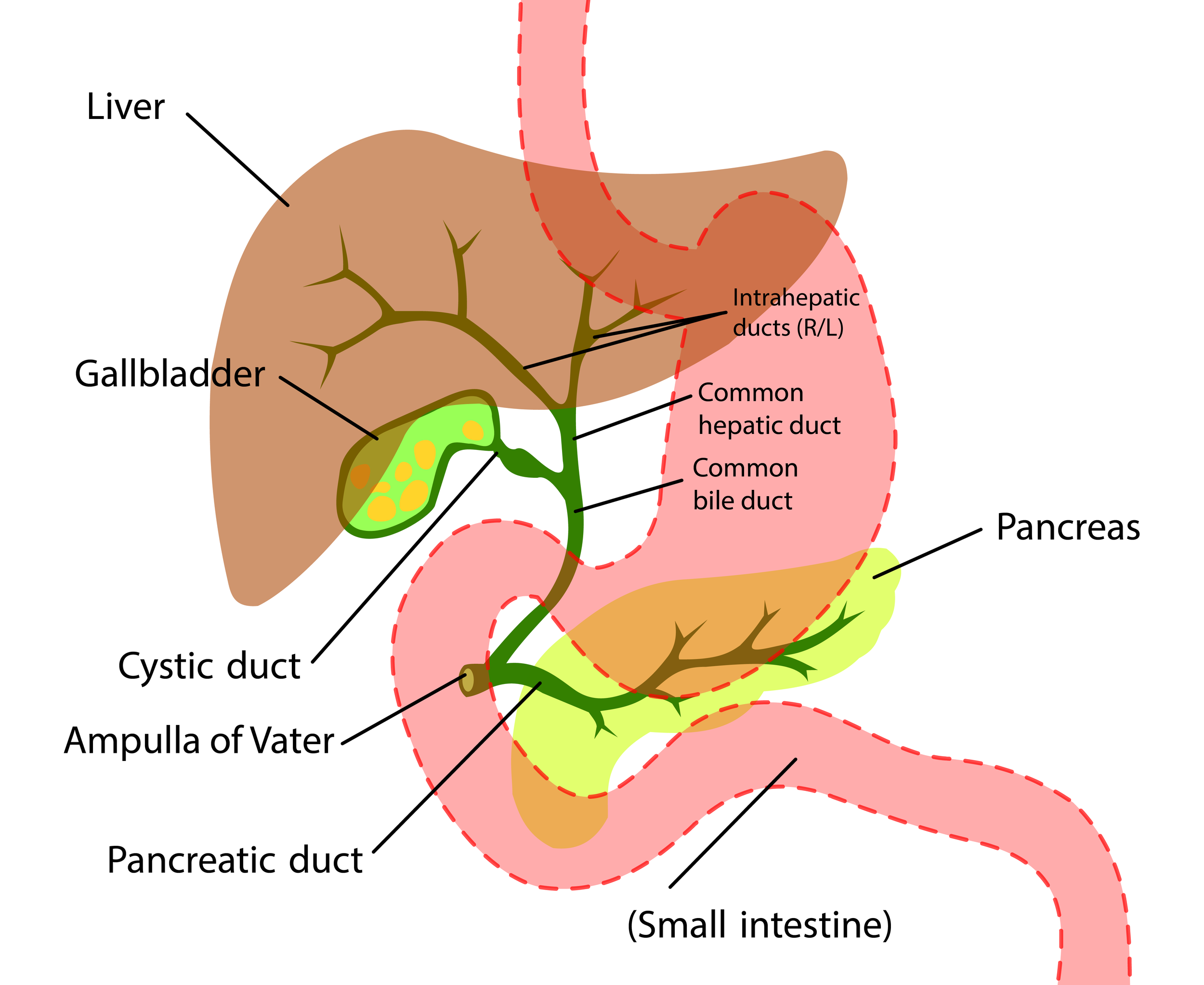 SP-BiliarySystem-01.png