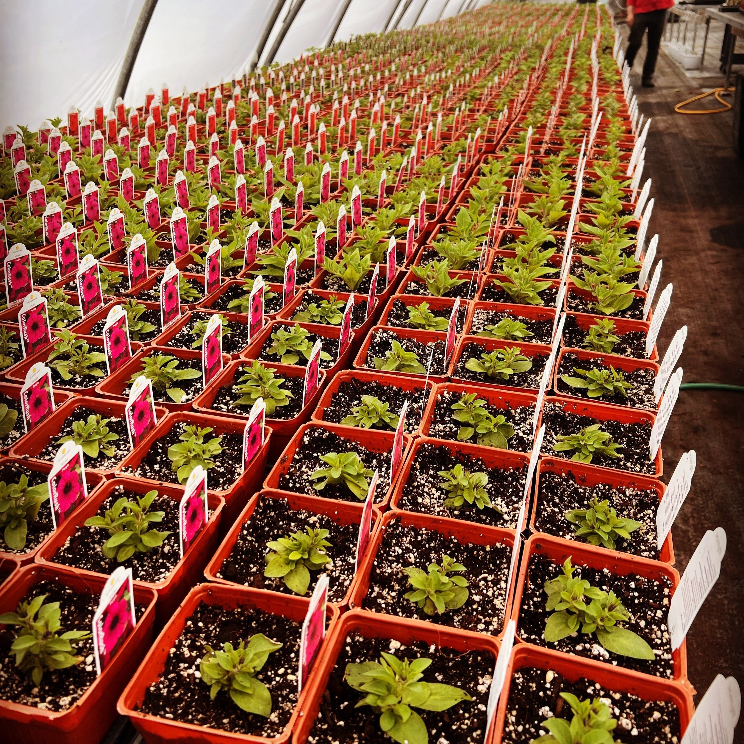 Lots+of+Petunias.+Website.jpg