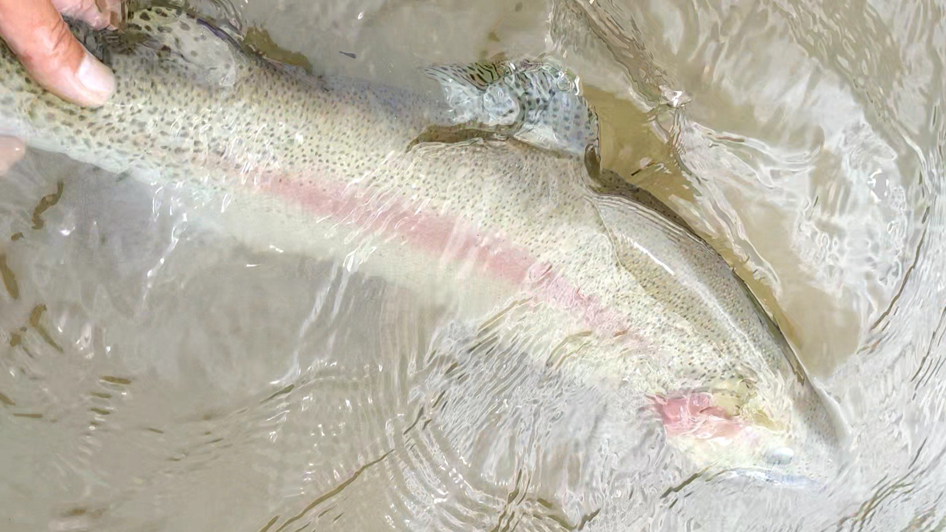 A large fish, possibly a rainbow trout, is being held in shallow water by a person's fingers. The fish has a light body with small spots and a pink stripe along its side.