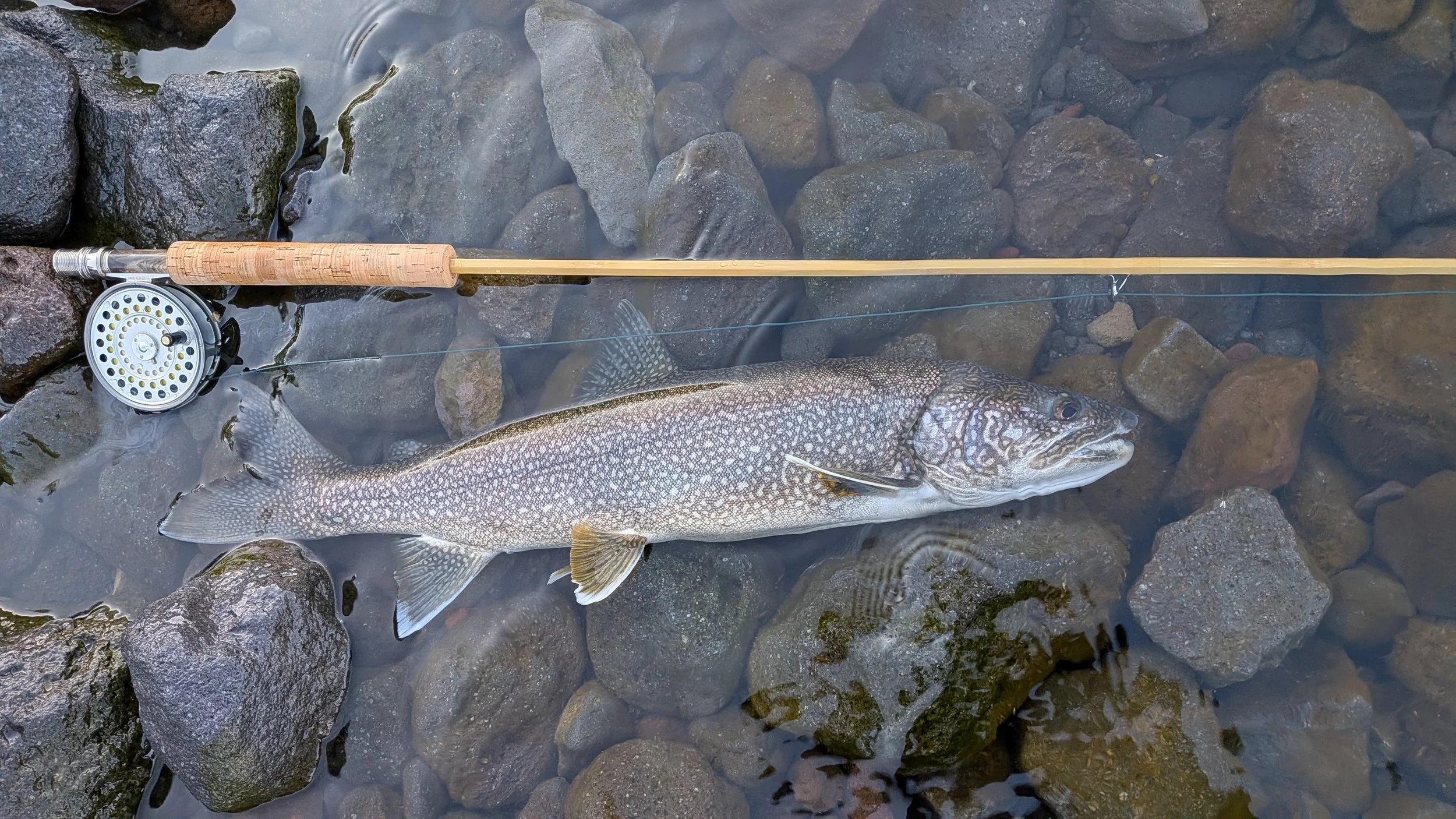 A fish lying on rocks in shallow water next to a fishing rod with a reel.