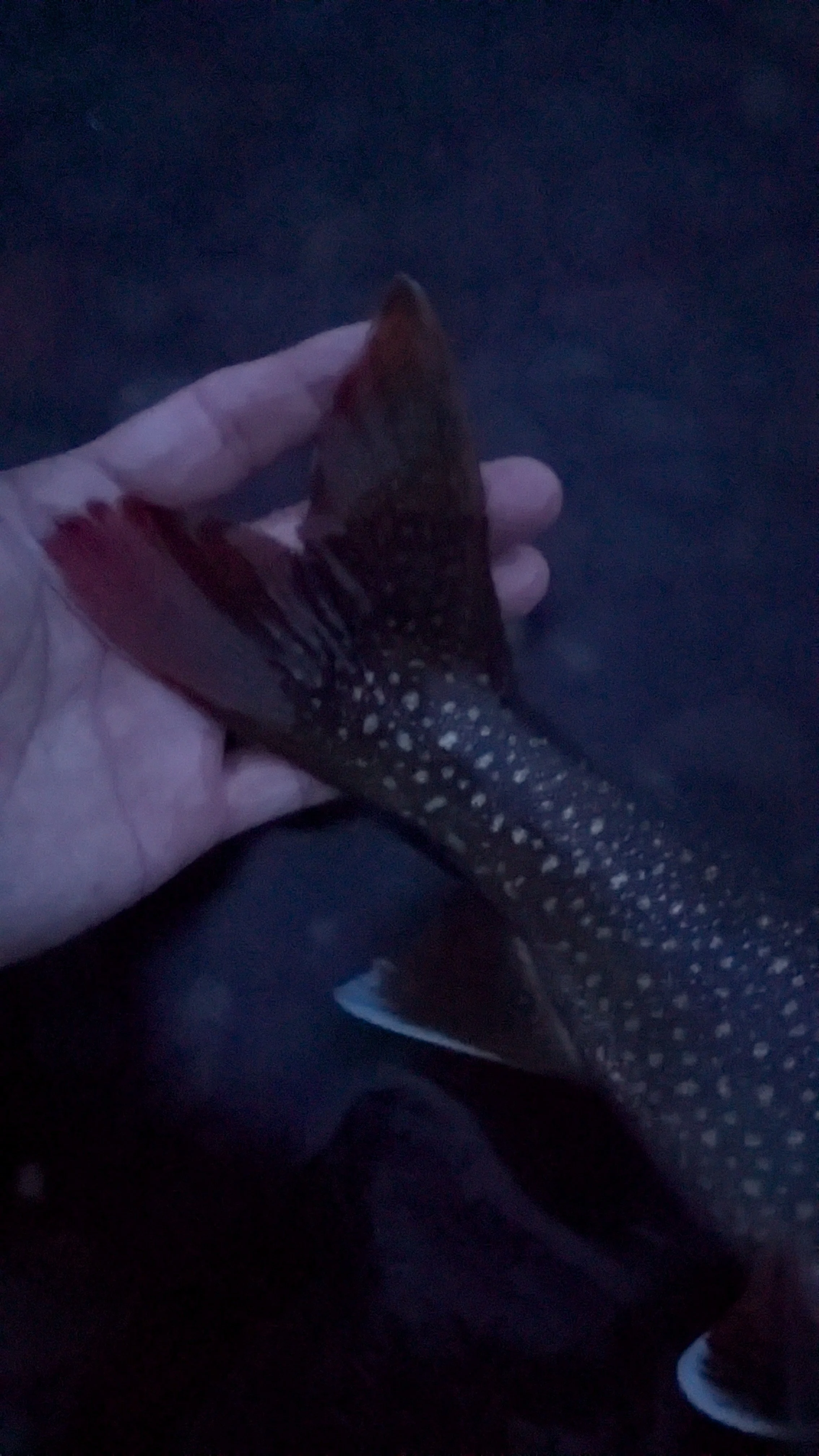 A person's hand holding a fish with dark background.