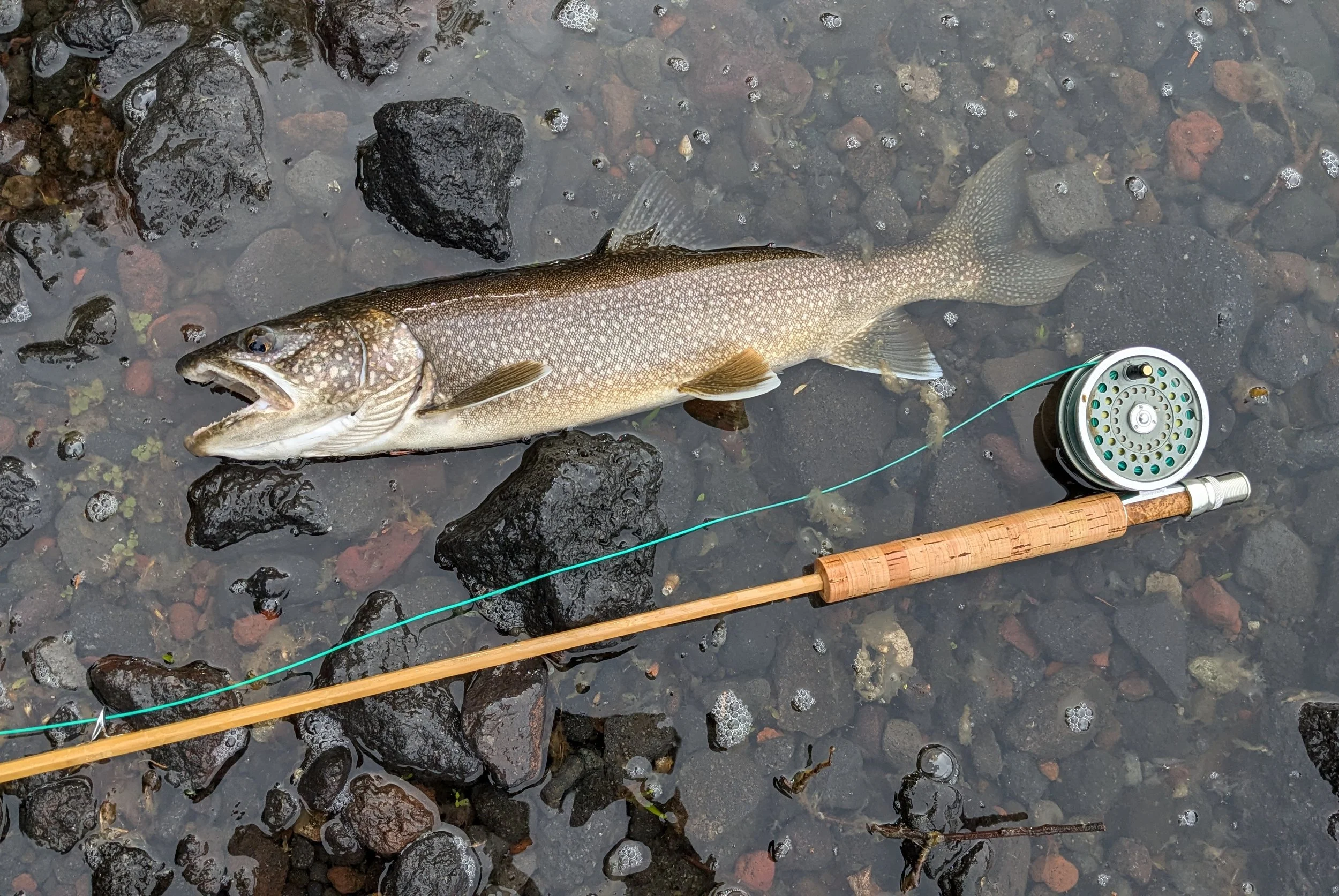 A trout fish lying on rocks in shallow water, next to a fishing rod and reel.